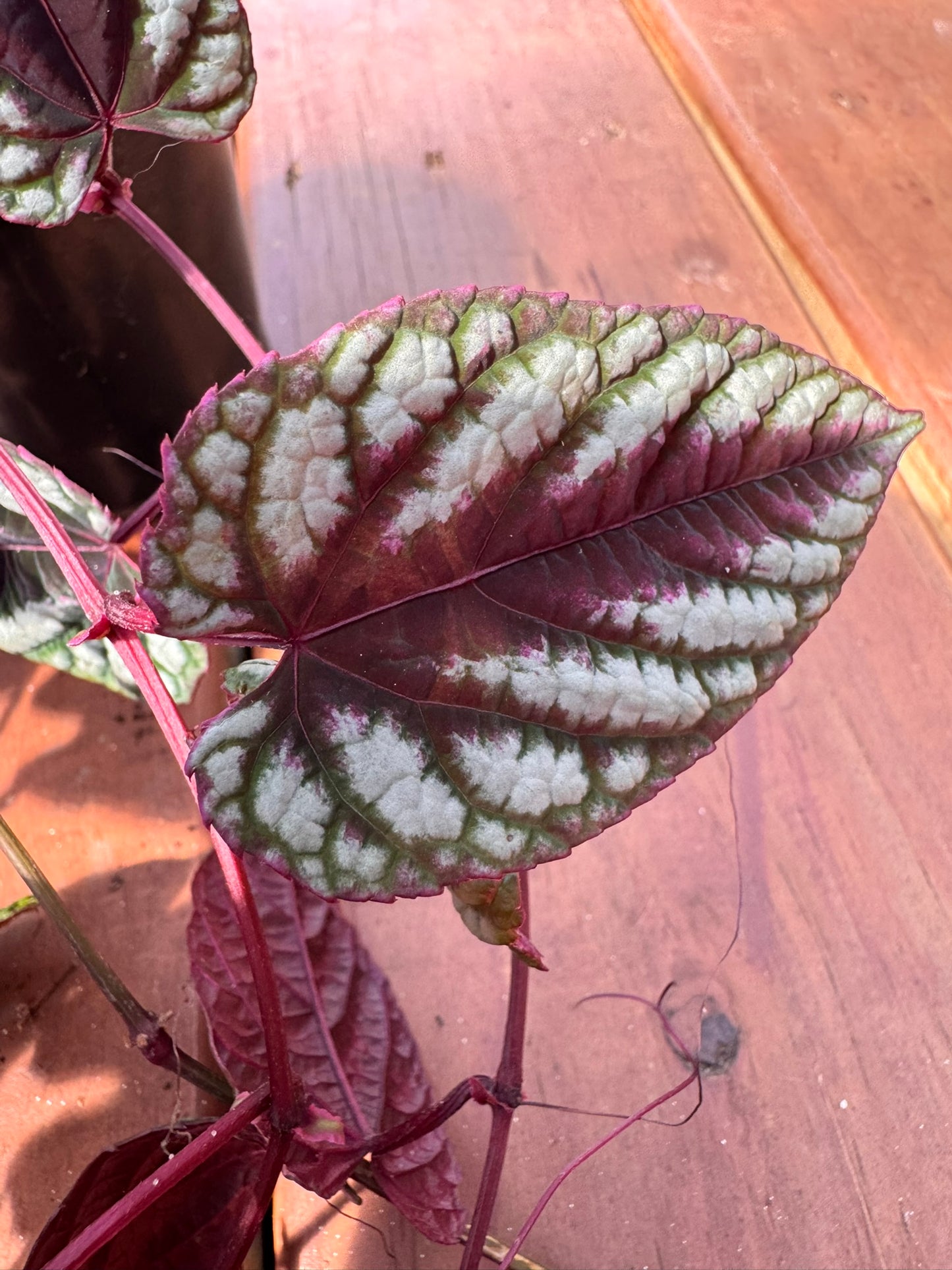 cissus discolor in 4 inch pot with silver patterned leaves and burgundy undersides