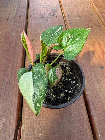 syngonium red spot tricolor in 4 inch pot with pink cream and green variegated leaves