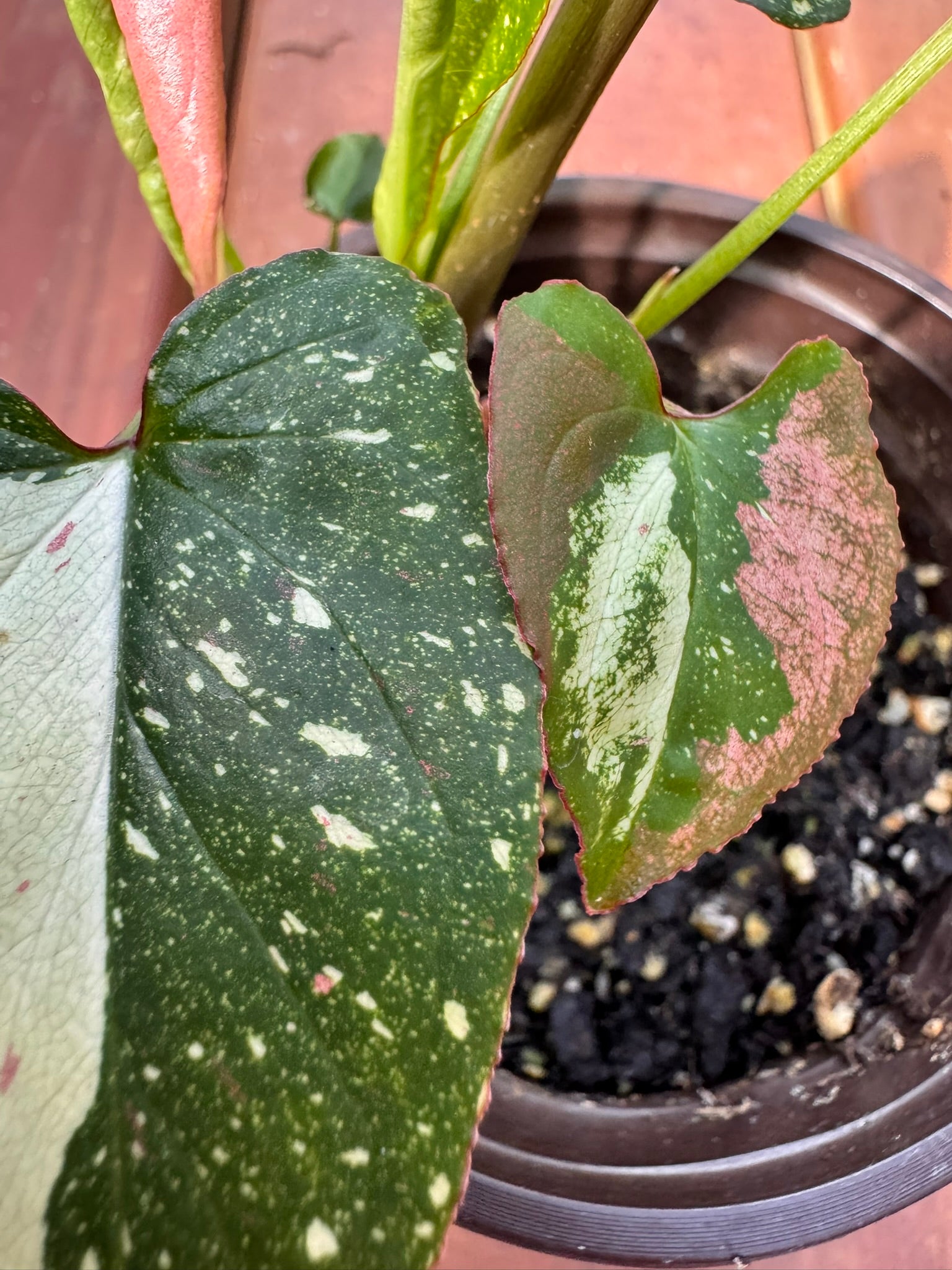 syngonium red spot tricolor in 4 inch pot with pink cream and green variegated leaves