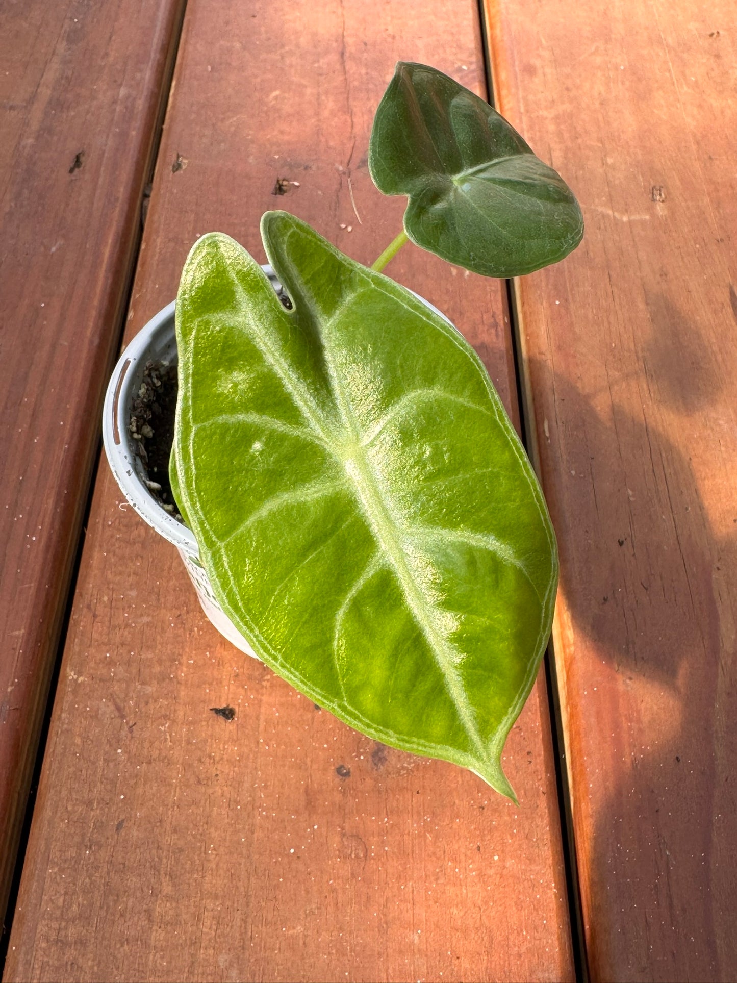 alocasia ivory coast in 4 inch pot with green leaves and pink stems