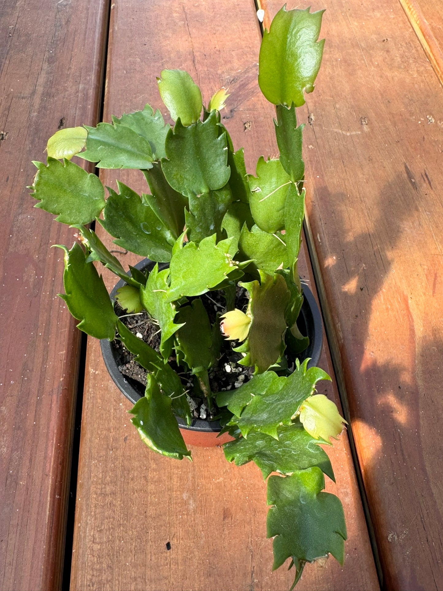thanksgiving cactus in 4 inch pot with segmented green stems