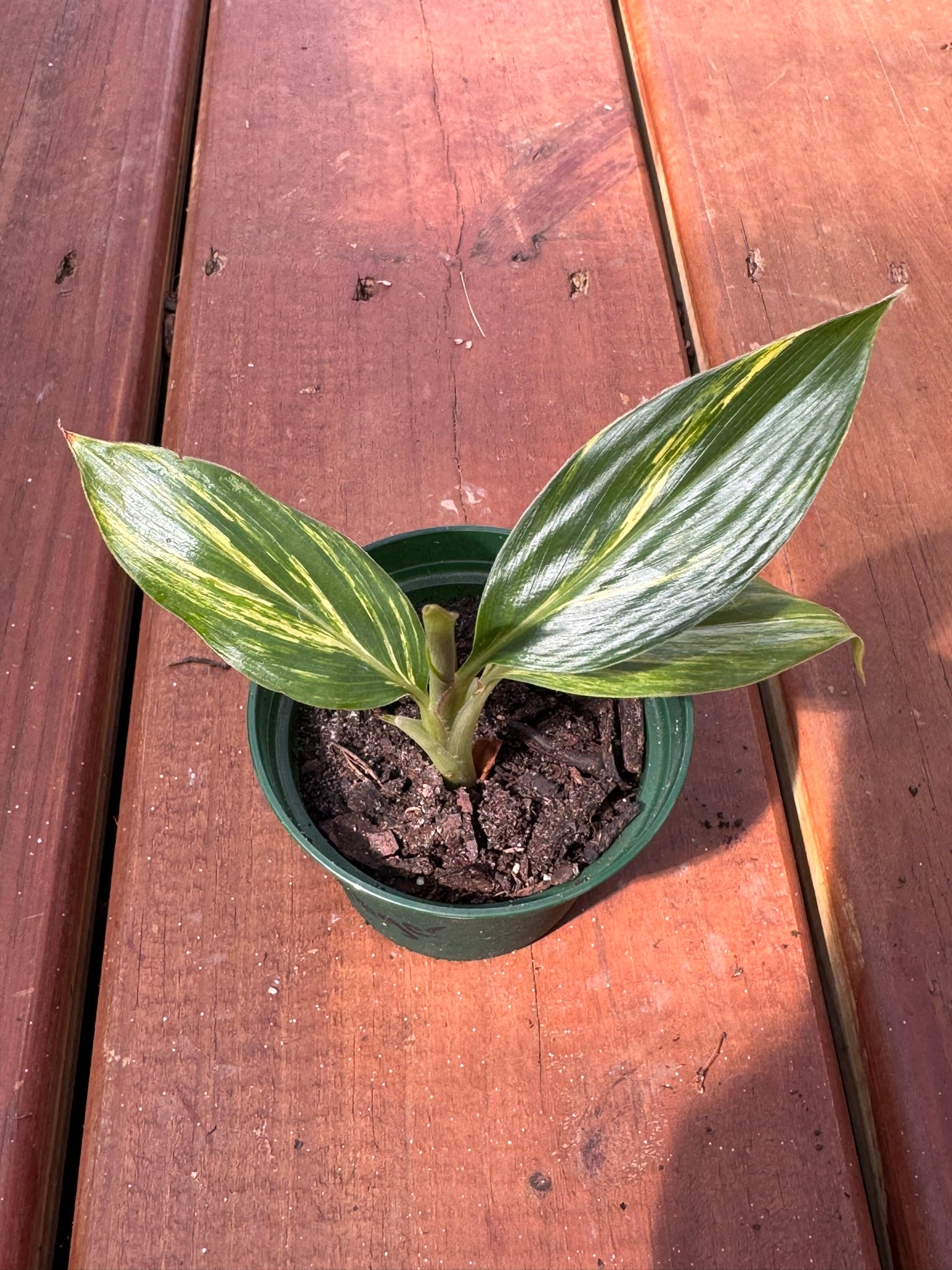 variegated ginger in 3 inch pot with green and cream striped leaves