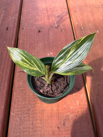variegated ginger in 3 inch pot with green and cream striped leaves