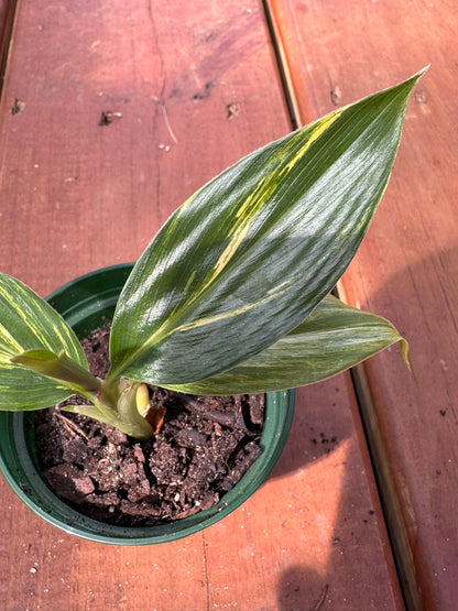variegated ginger in 3 inch pot with green and cream striped leaves
