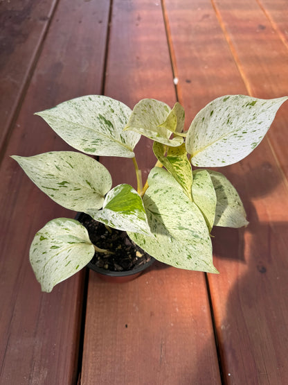 snow queen pothos in 4 inch pot with white and green variegated trailing leaves