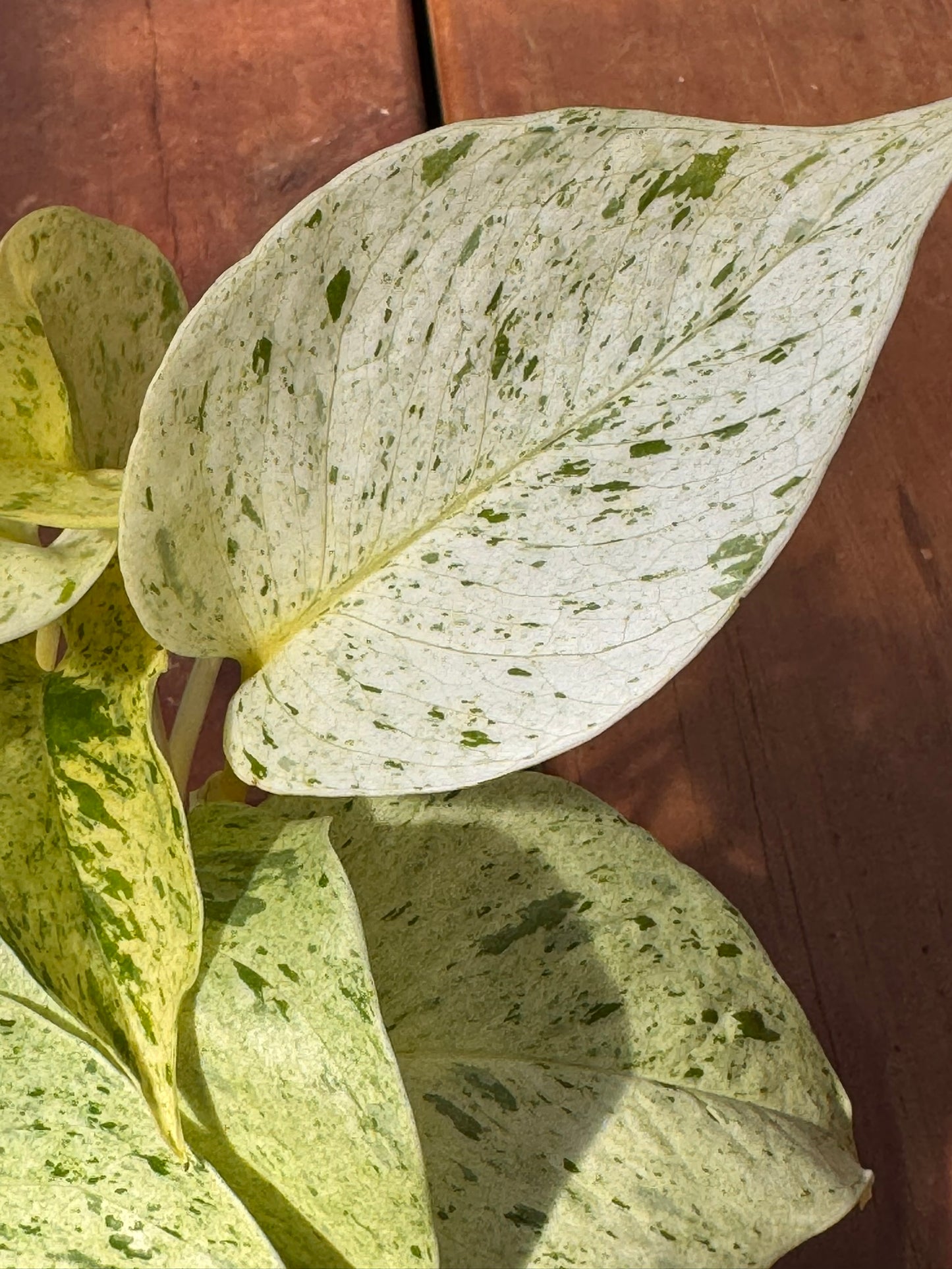 snow queen pothos in 4 inch pot with white and green variegated trailing leaves