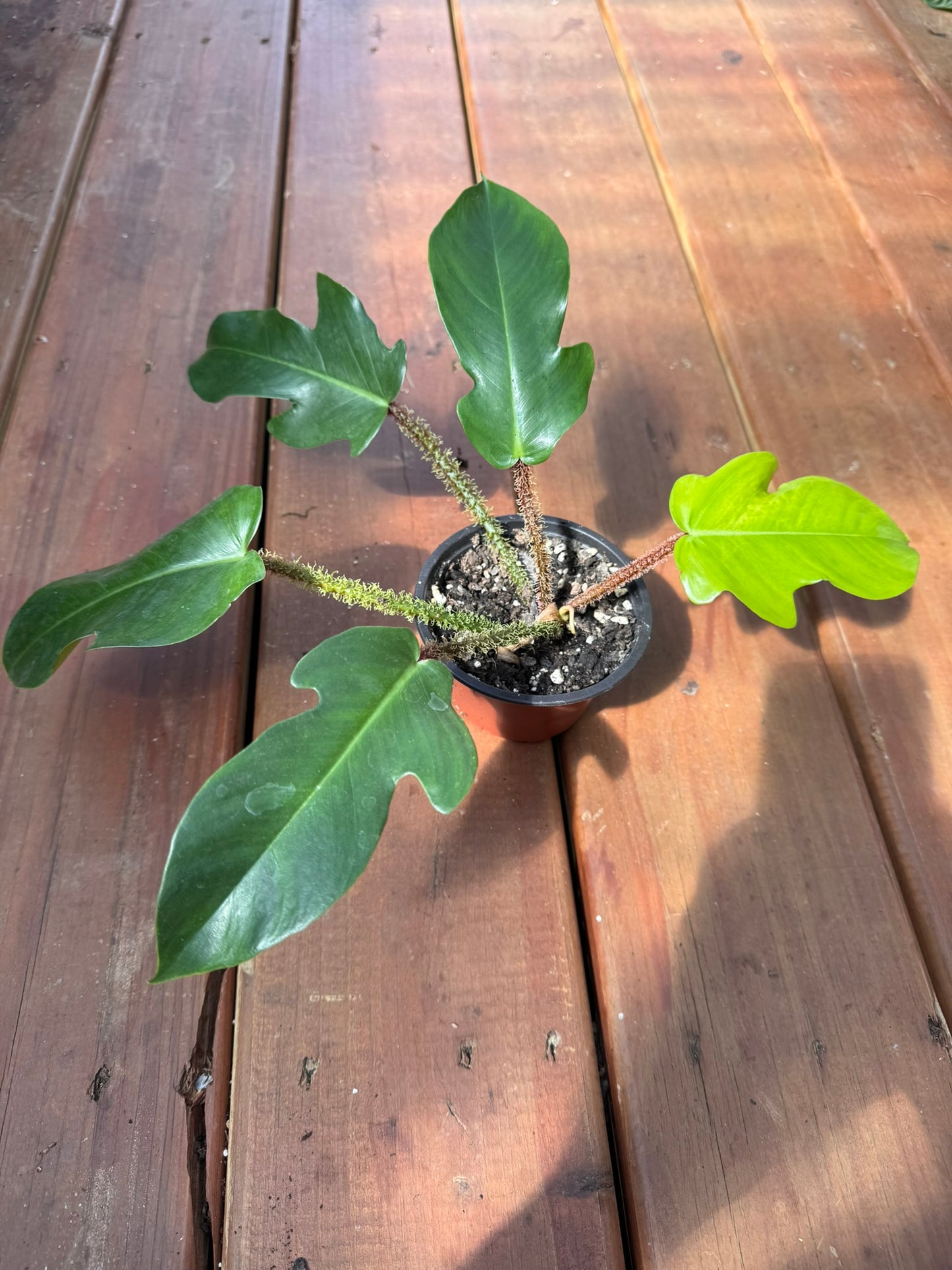 philodendron squamiferum in 4 inch pot with lobed green leaves and fuzzy stems