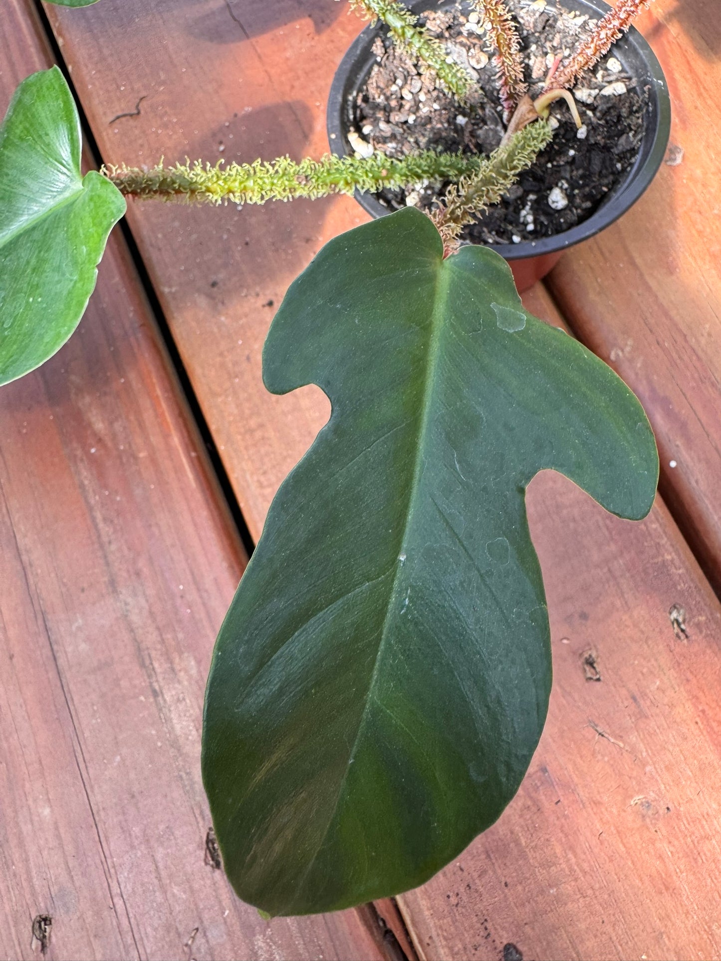 philodendron squamiferum in 4 inch pot with lobed green leaves and fuzzy stems