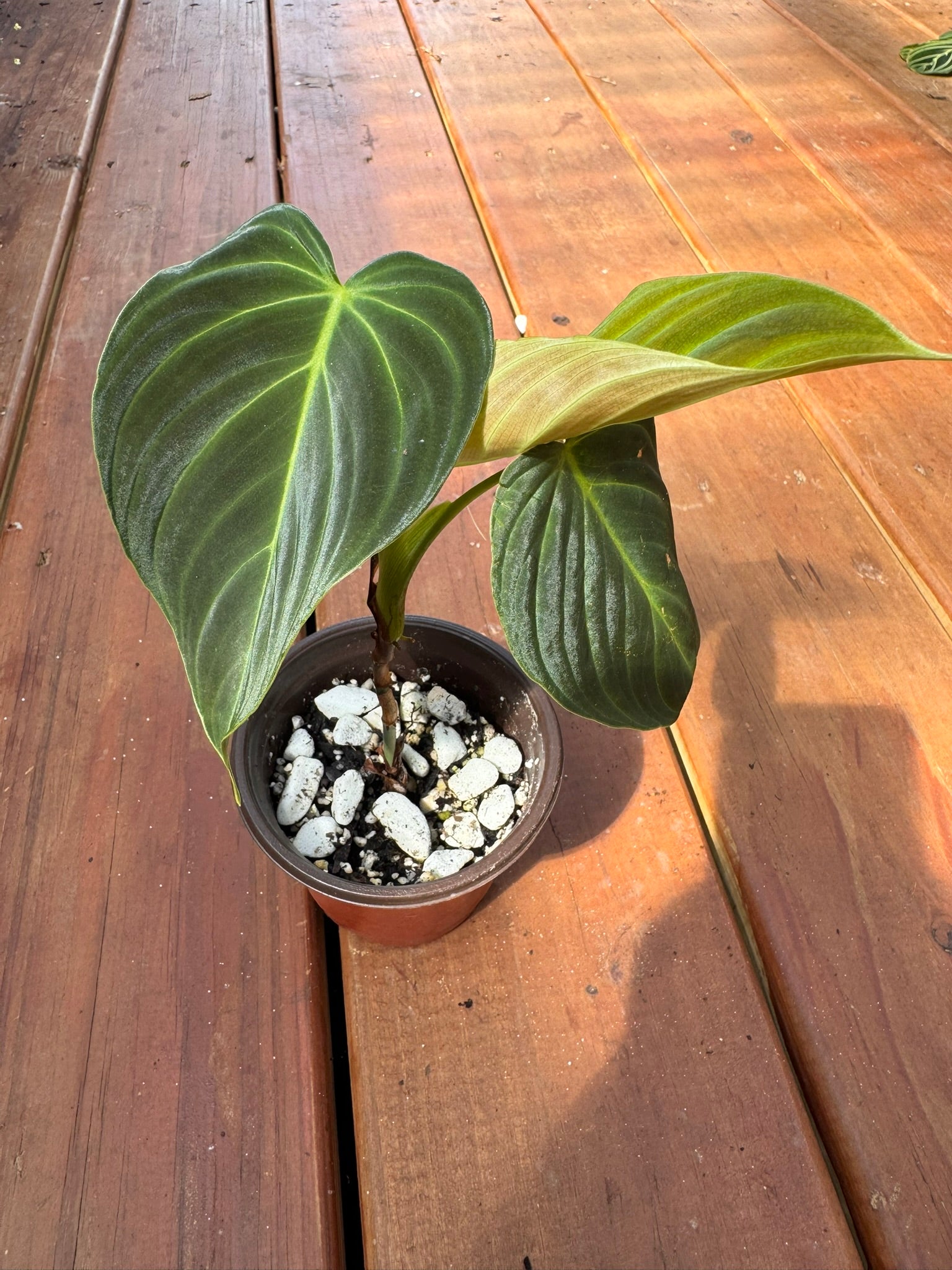 philodendron splendid in 4 inch pot with large velvety green leaves