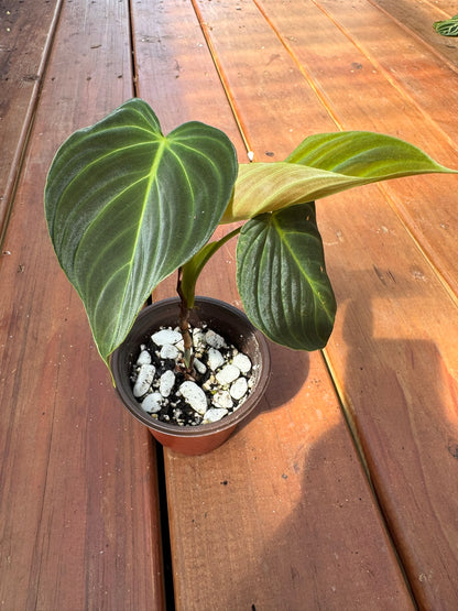 philodendron splendid in 4 inch pot with large velvety green leaves