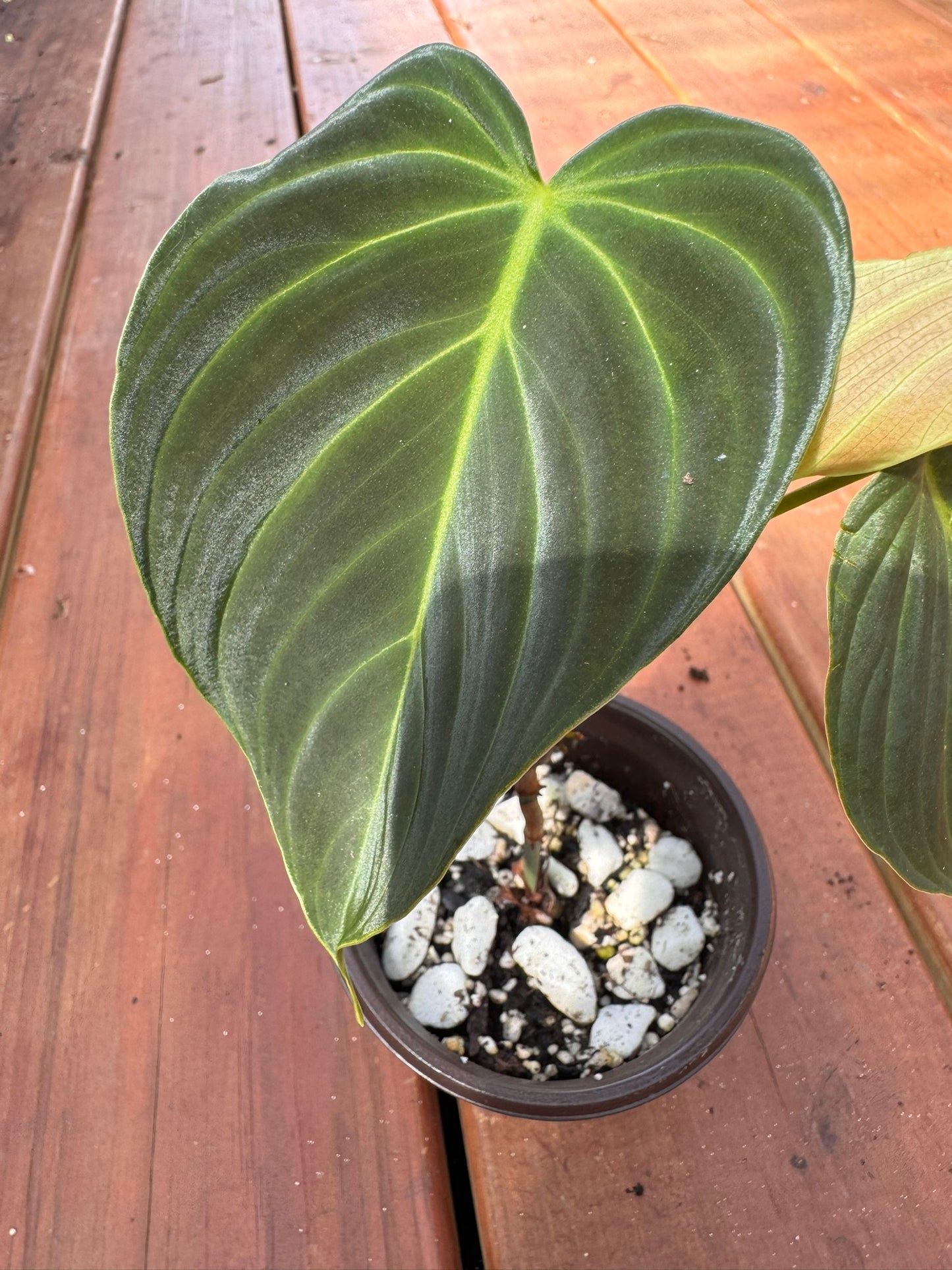 philodendron splendid in 4 inch pot with large velvety green leaves
