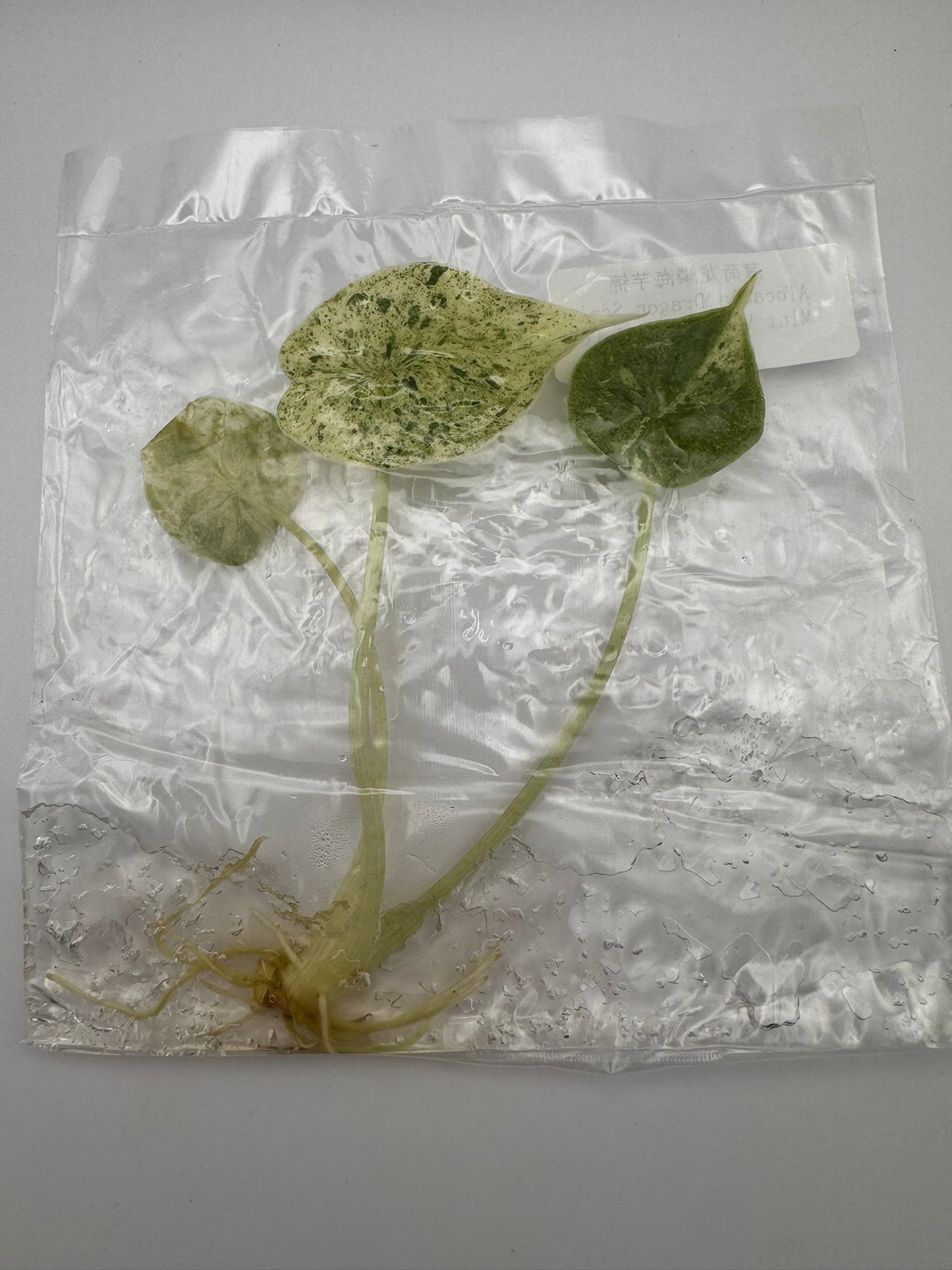 sealed alocasia dragon scale mint tissue culture ready for acclimation