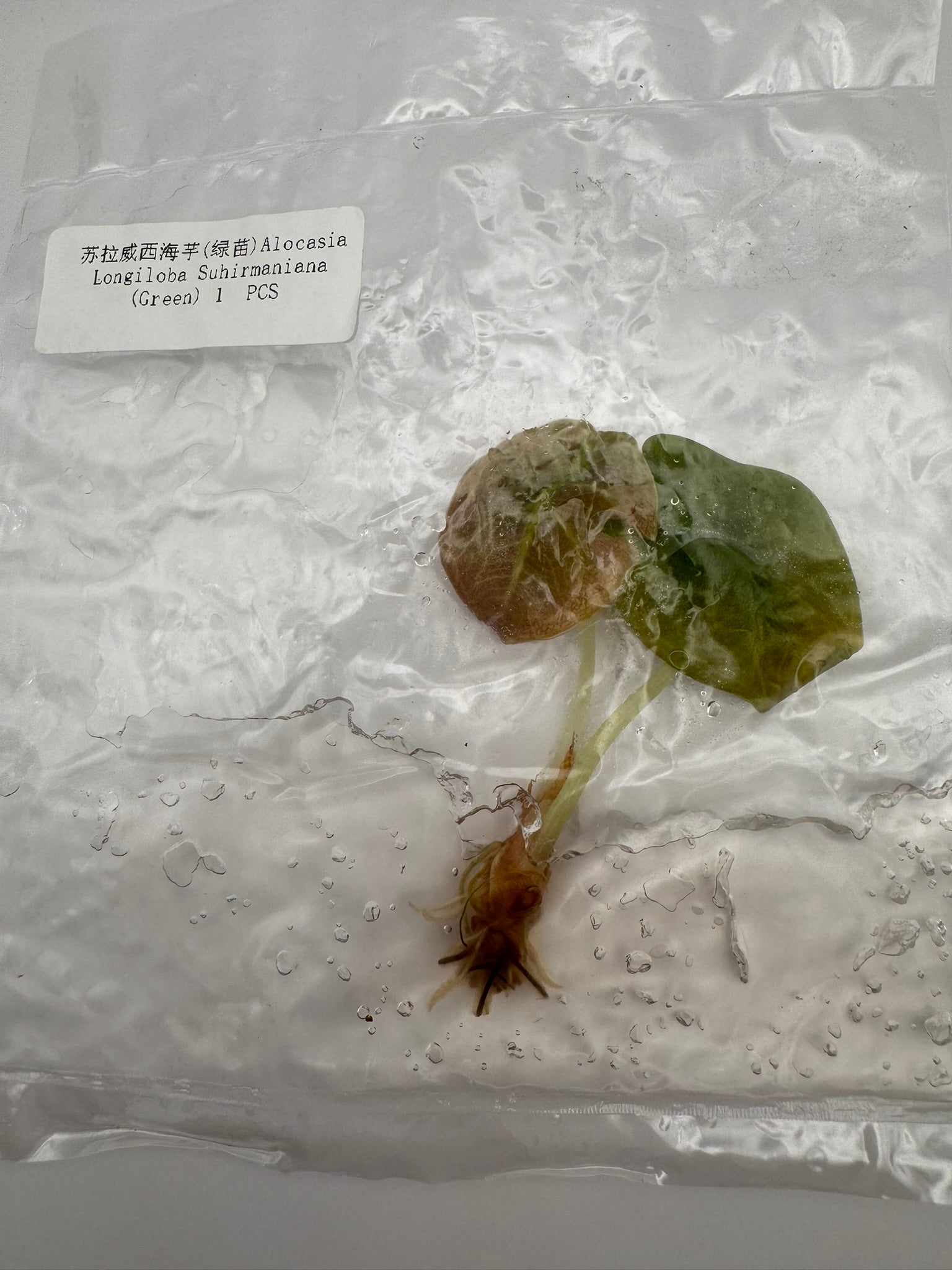 sealed alocasia longiloba suhirmaniana tissue culture