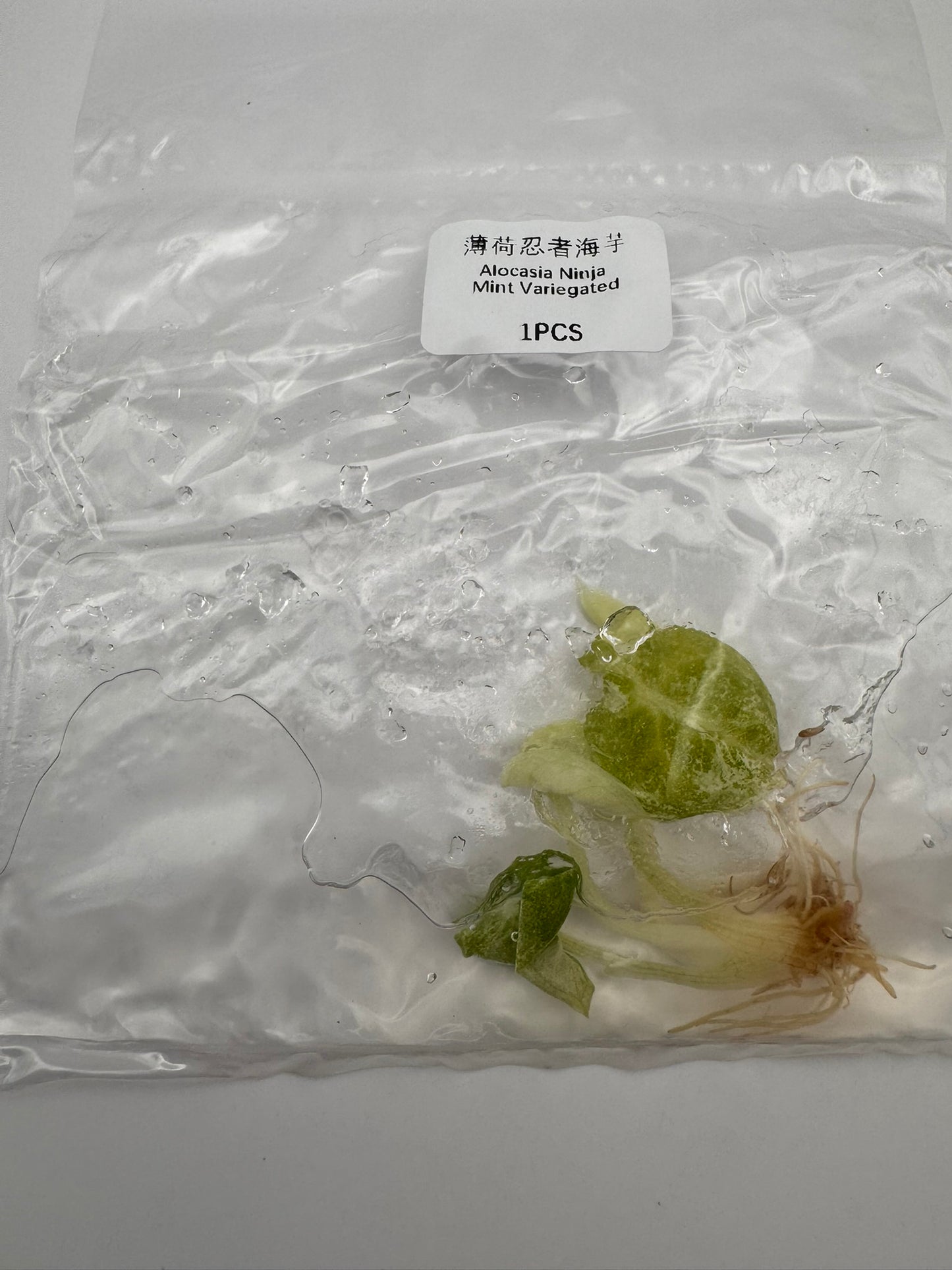 sealed alocasia ninja mint tissue culture