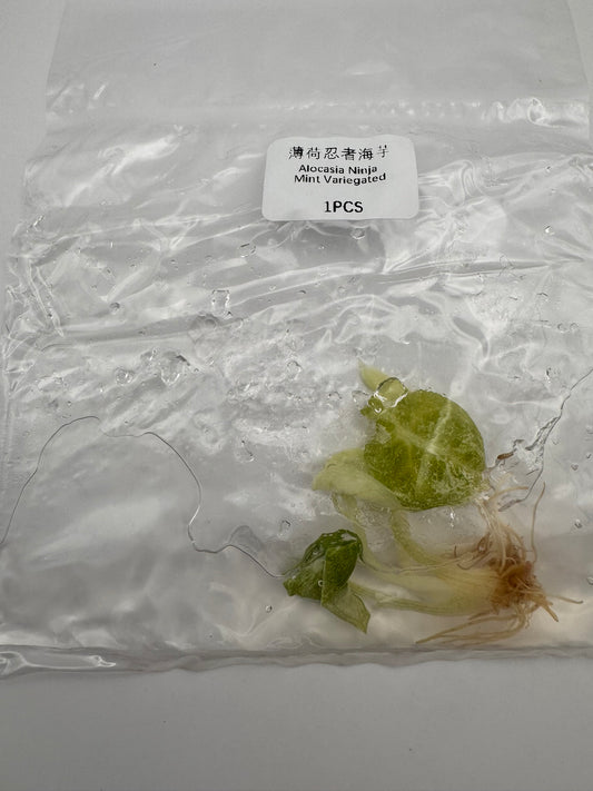 sealed alocasia ninja mint tissue culture