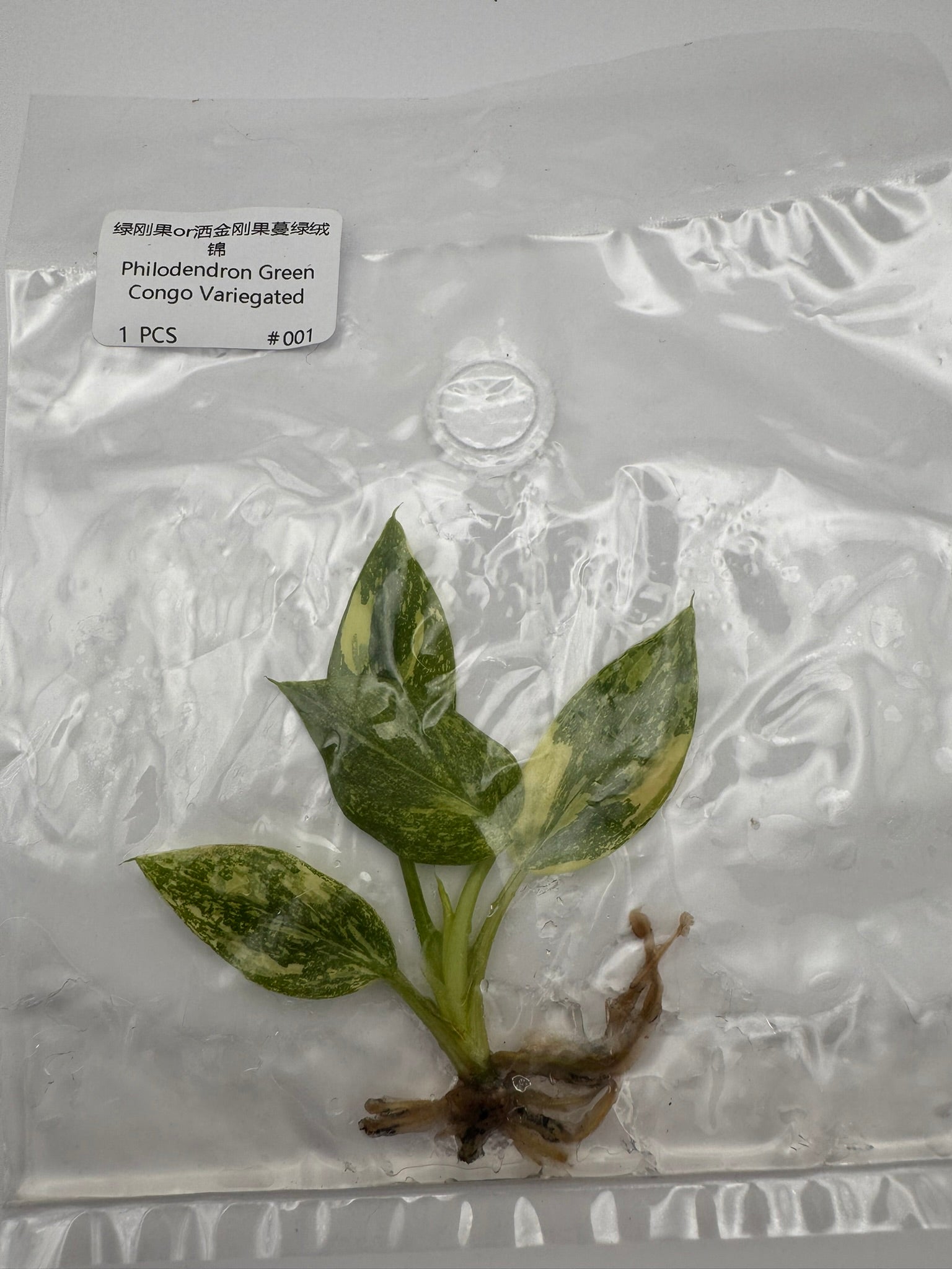 sealed philodendron green congo variegated tissue culture