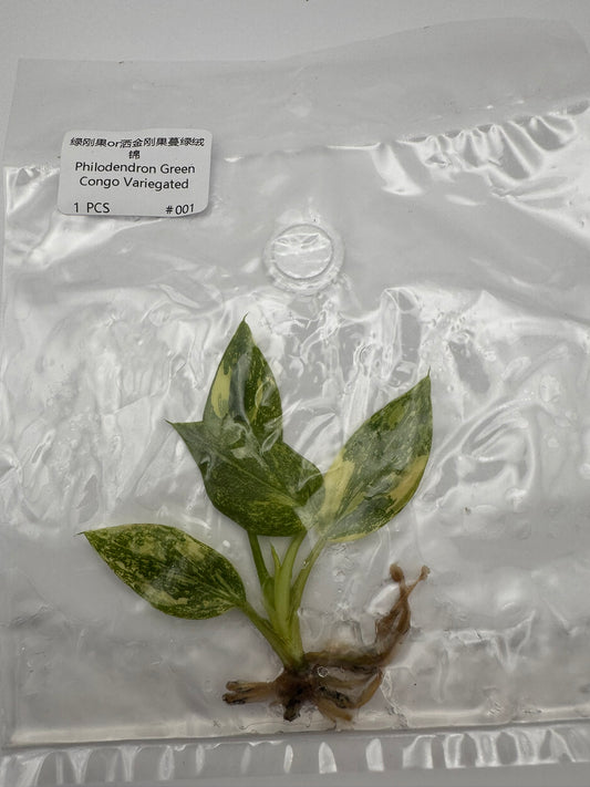 sealed philodendron green congo variegated tissue culture