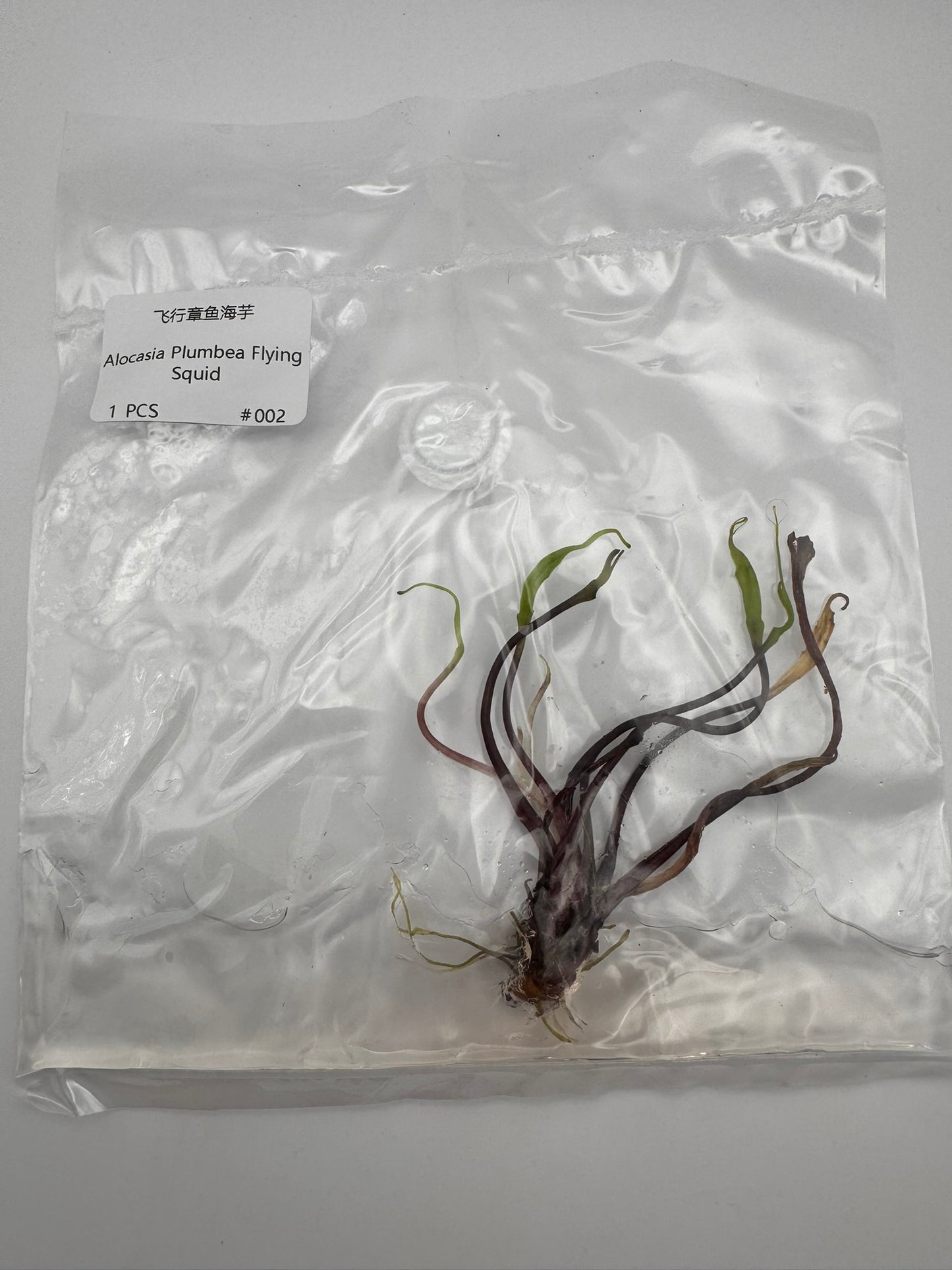 sealed alocasia flying squid tissue culture