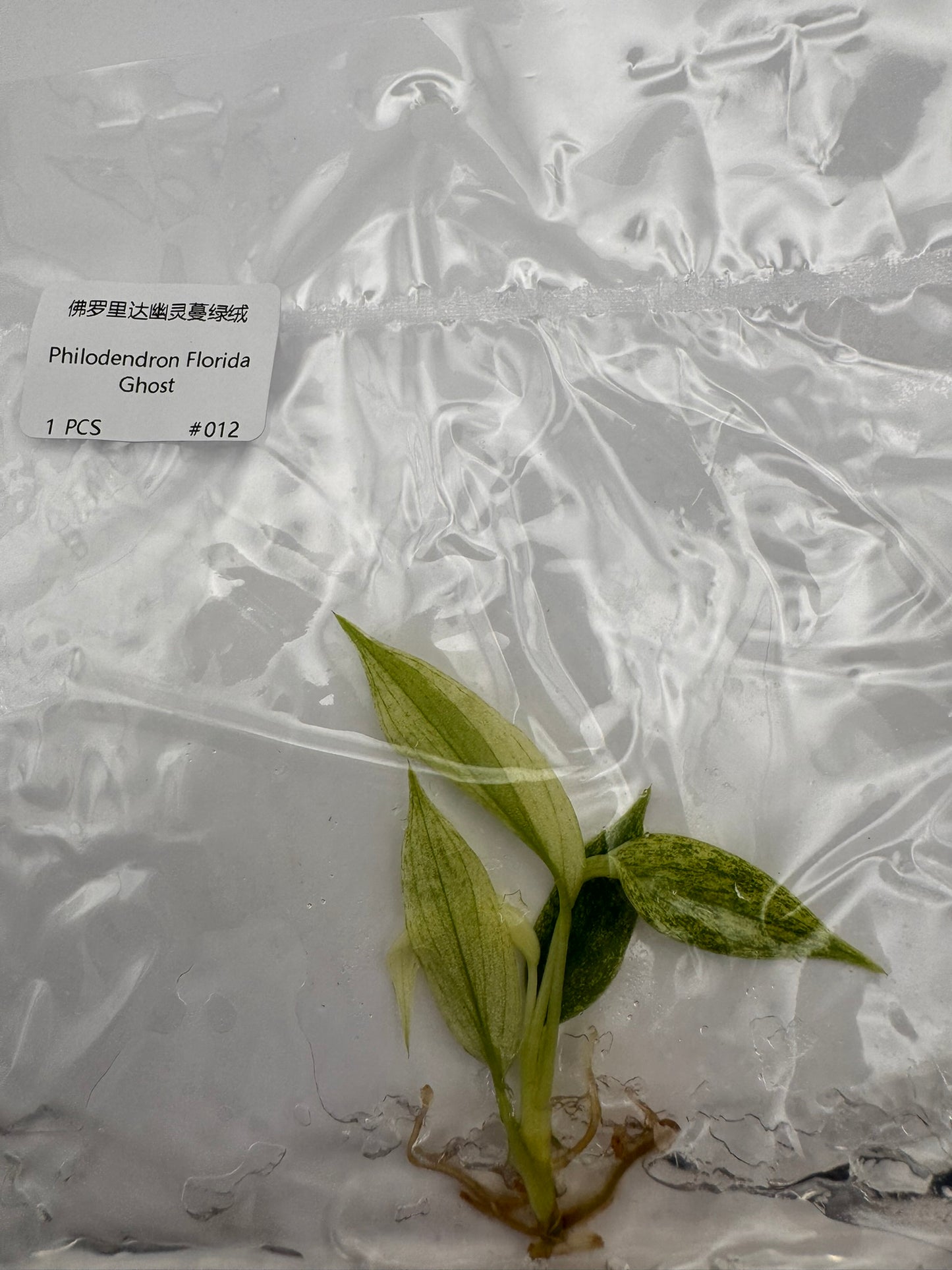 sealed philodendron florida ghost tissue culture