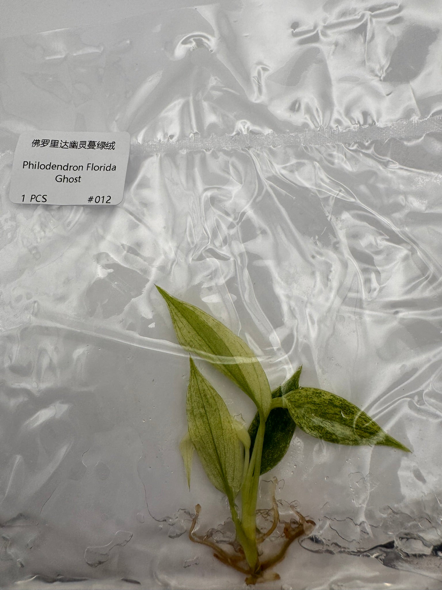 sealed philodendron florida ghost tissue culture