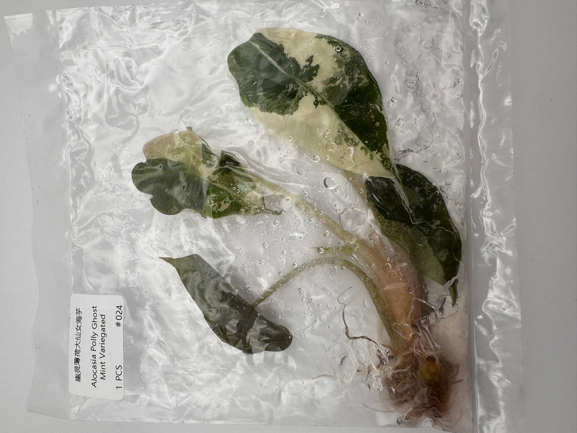 sealed alocasia polly ghost mint tissue culture