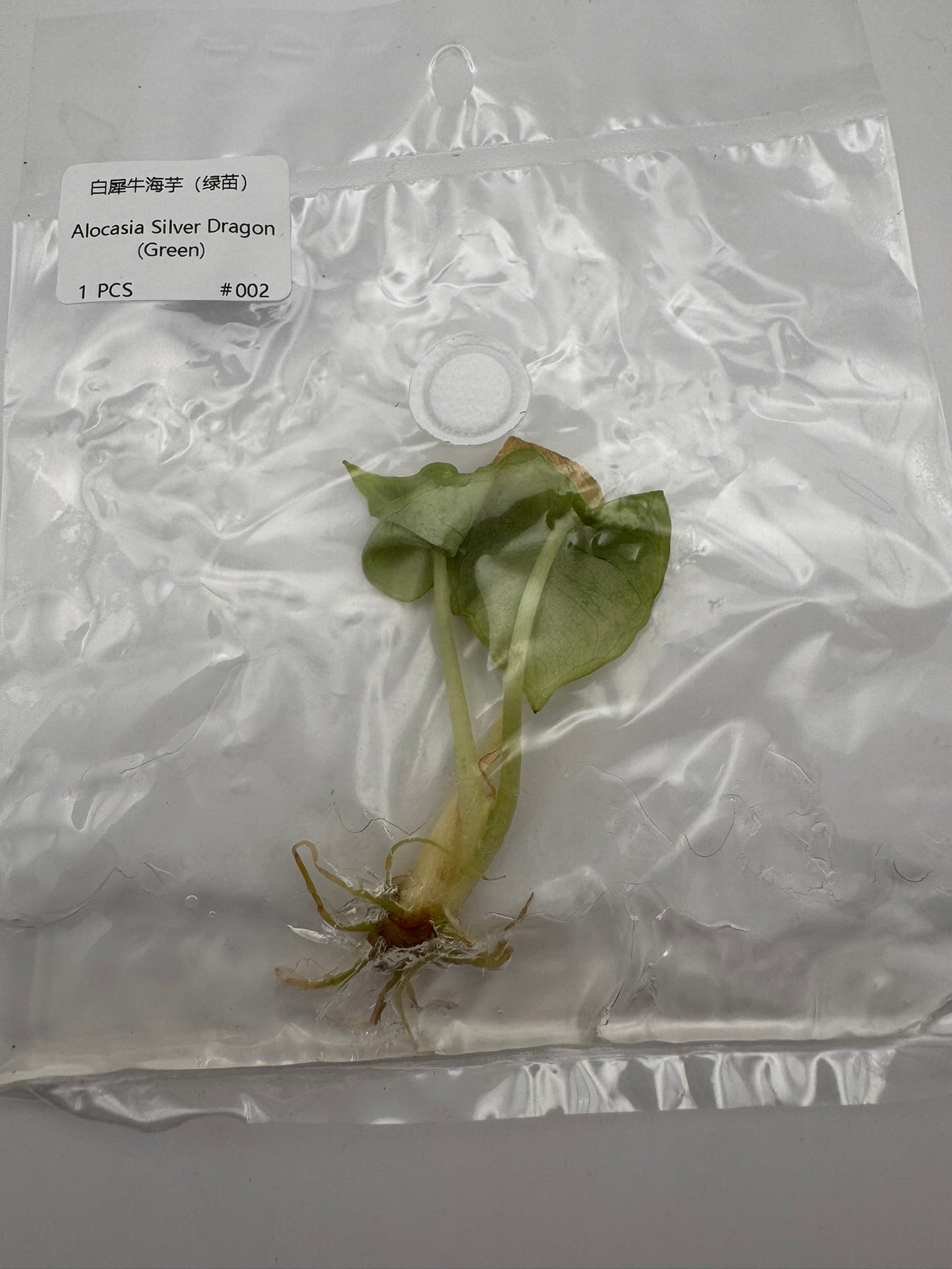 sealed alocasia silver dragon tissue culture