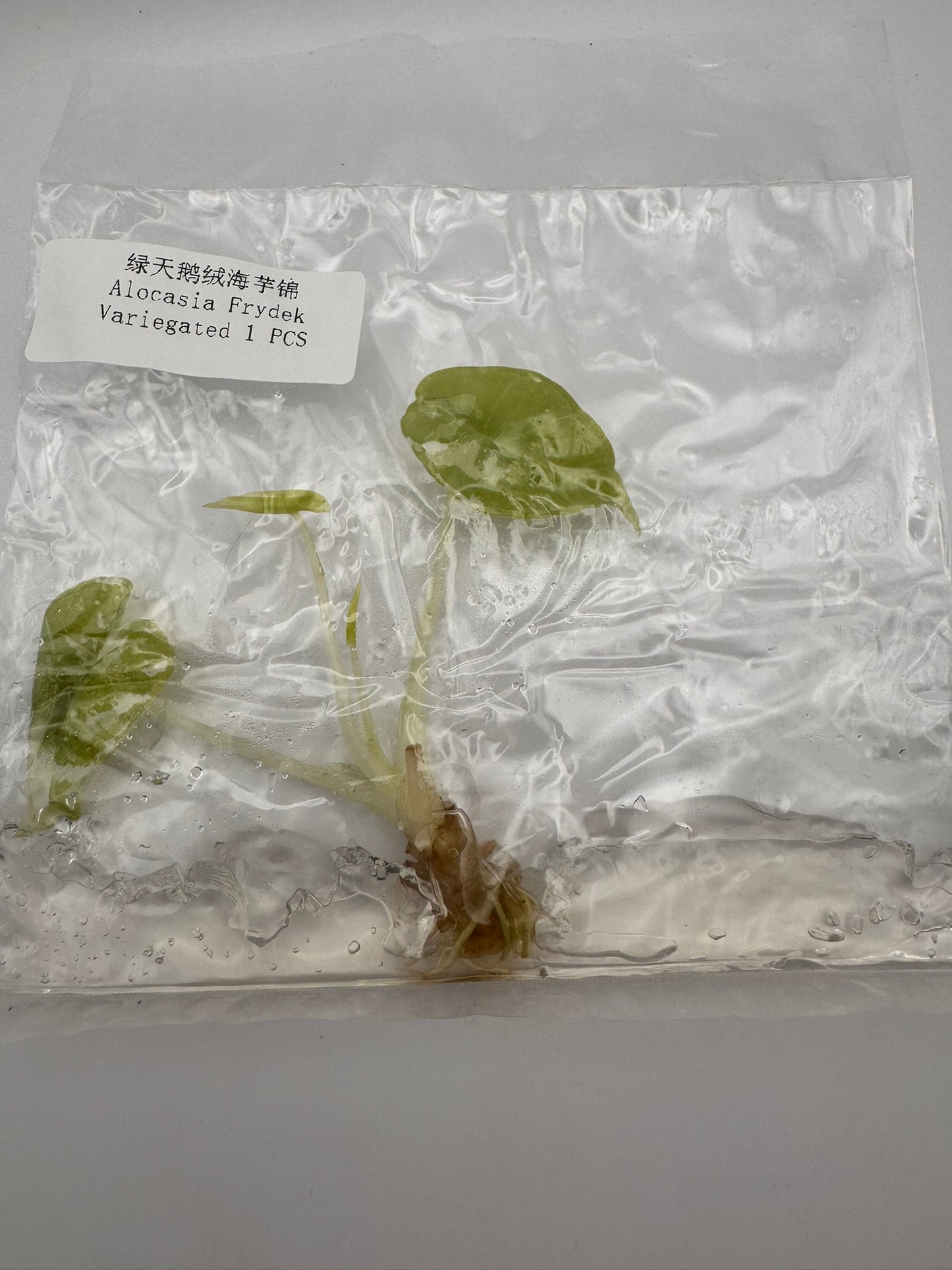 sealed alocasia variegated frydek tissue culture