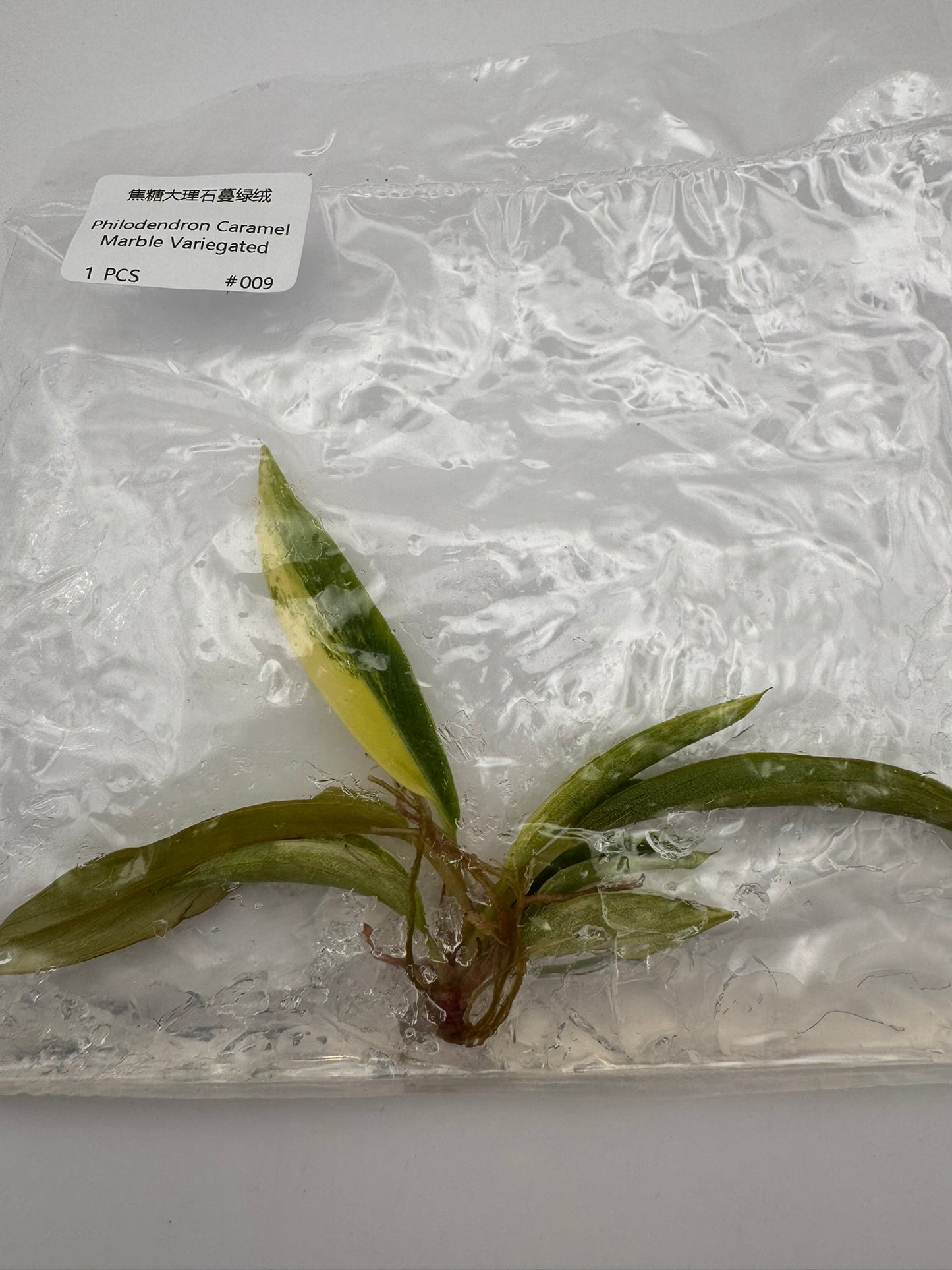 sealed philodendron caramel marble tissue culture ready for acclimation
