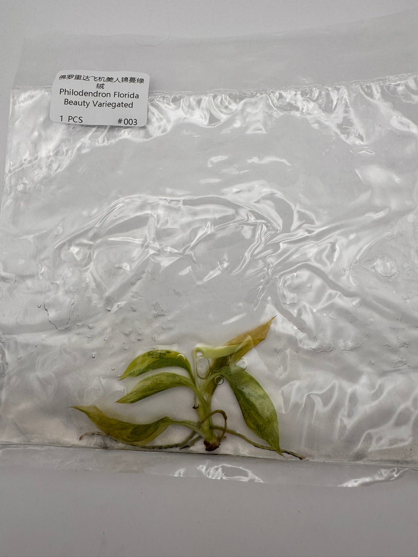 sealed philodendron florida beauty tissue culture