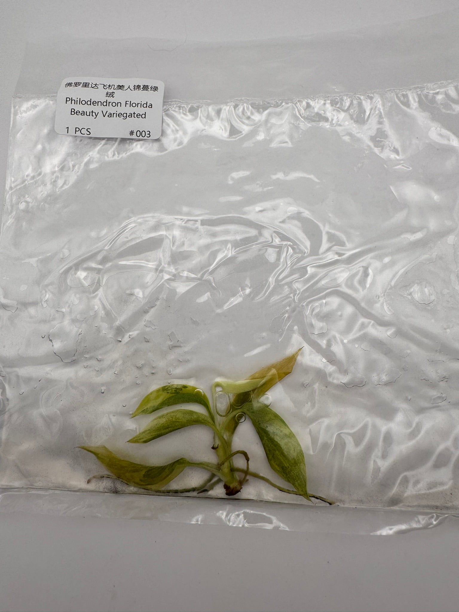 sealed philodendron florida beauty tissue culture