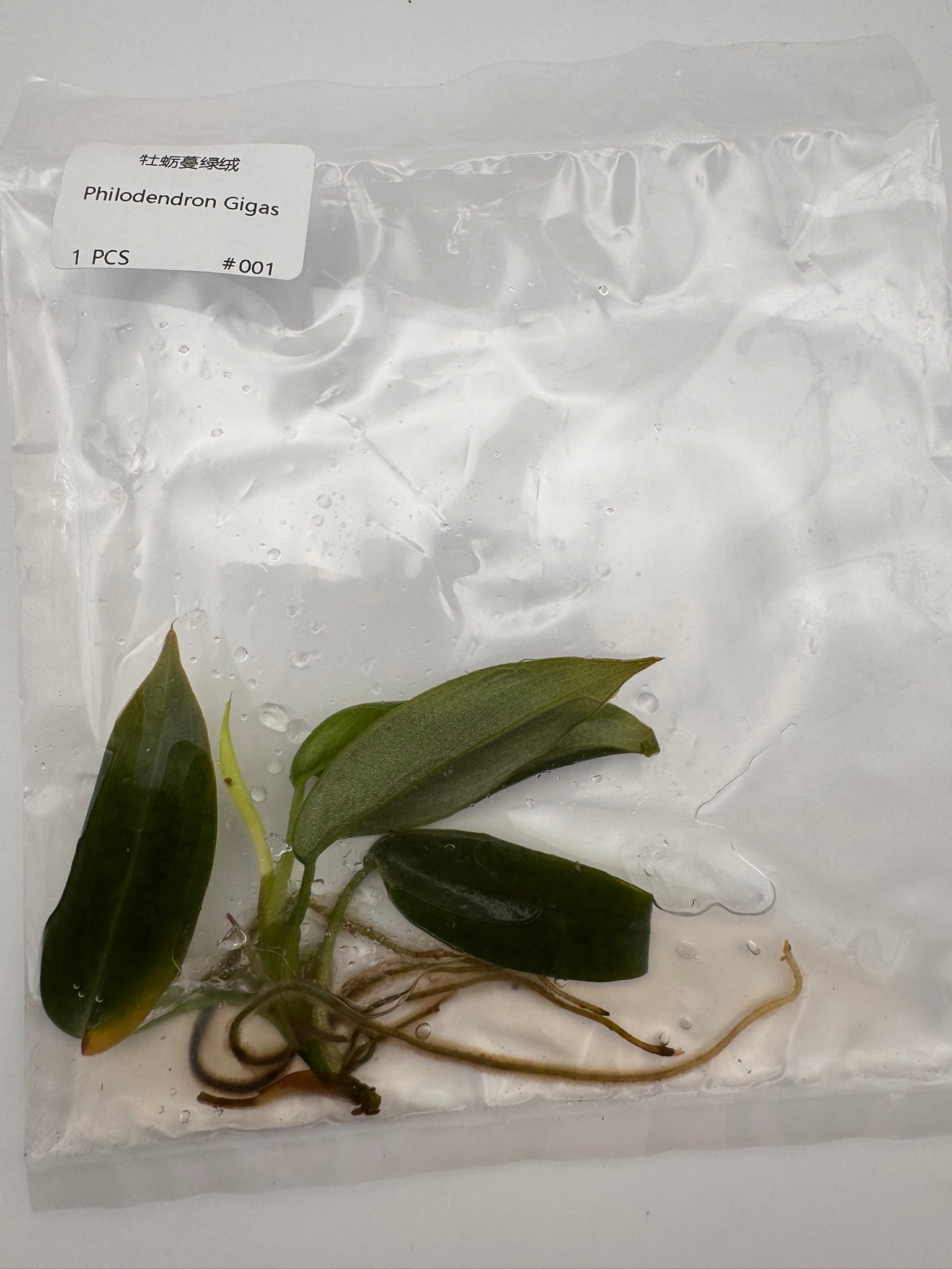 sealed philodendron gigas tissue culture