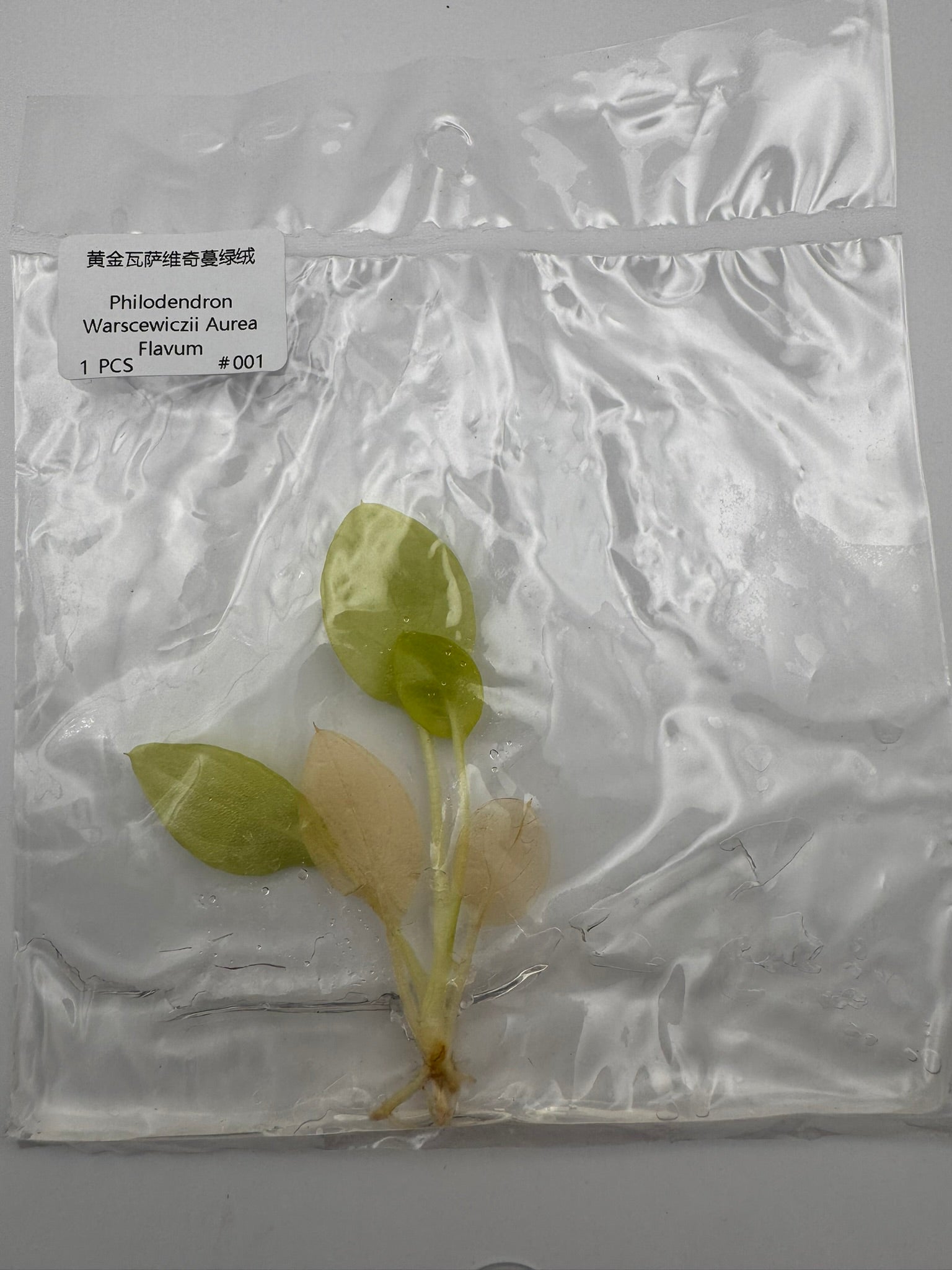sealed philodendron warscewiczii aurea tissue culture