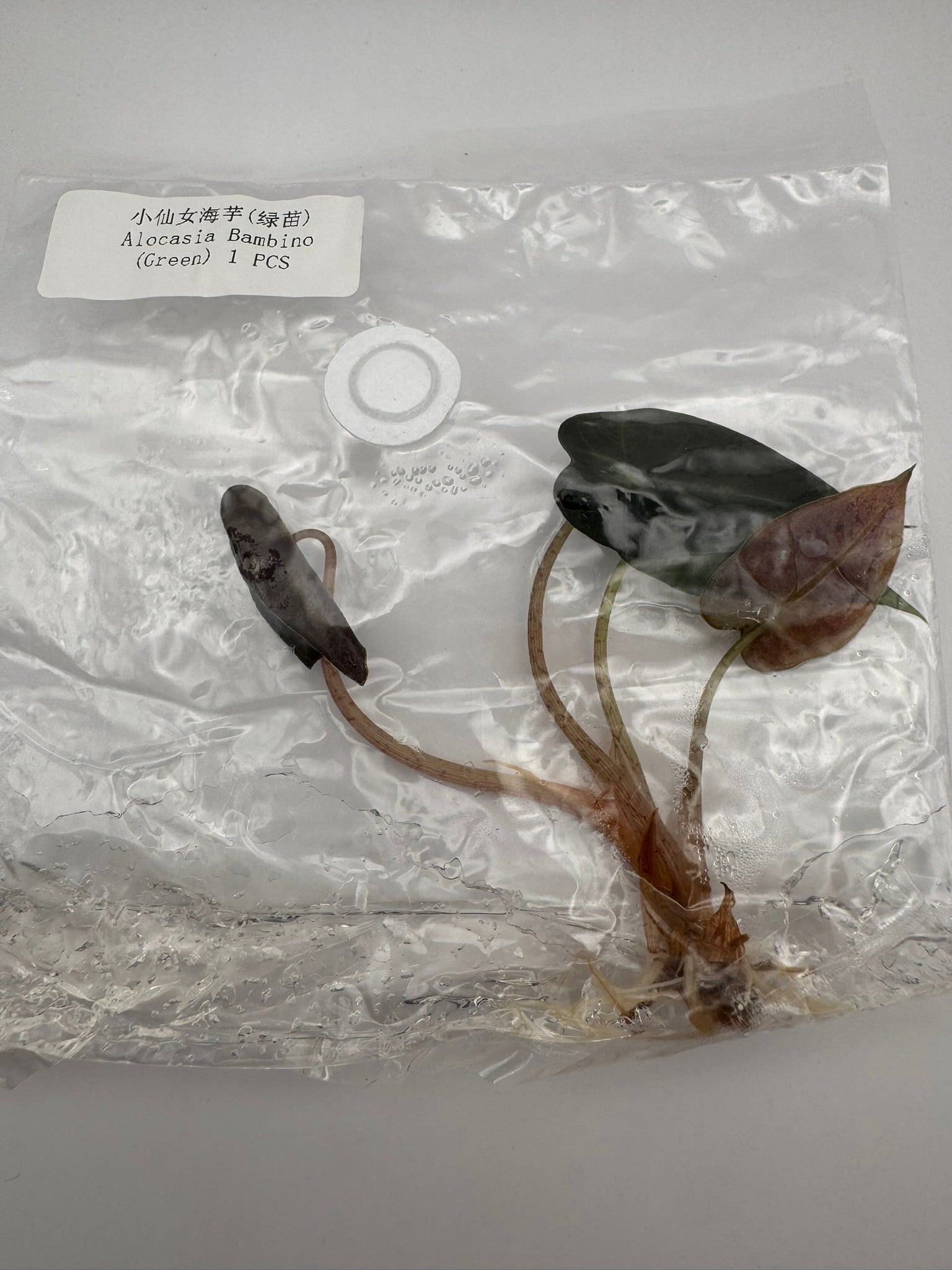 sealed alocasia bambino tissue culture