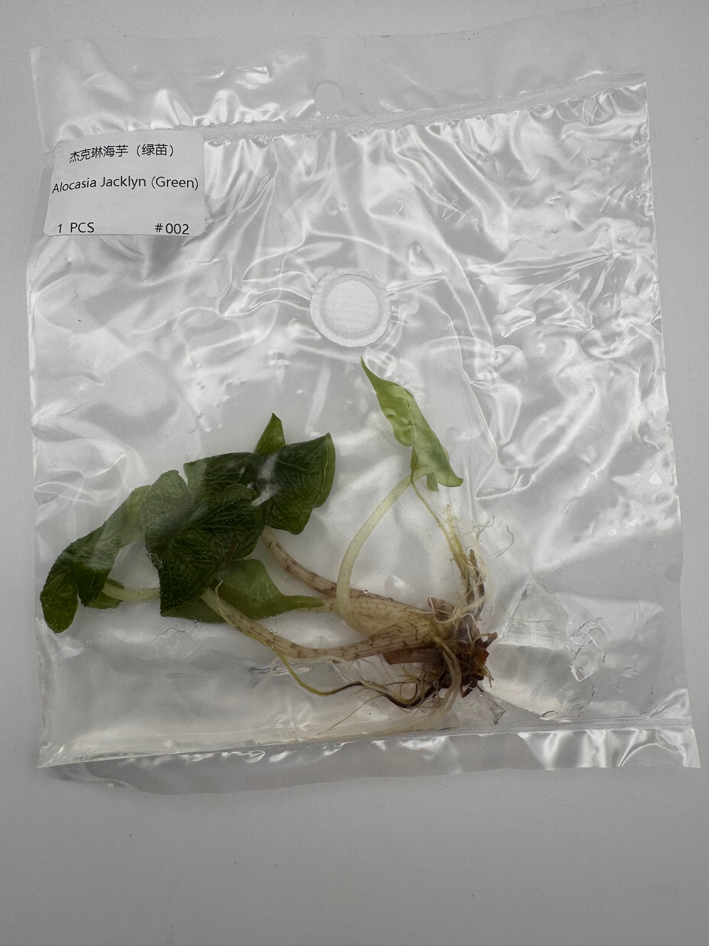 sealed alocasia jacklyn tissue culture