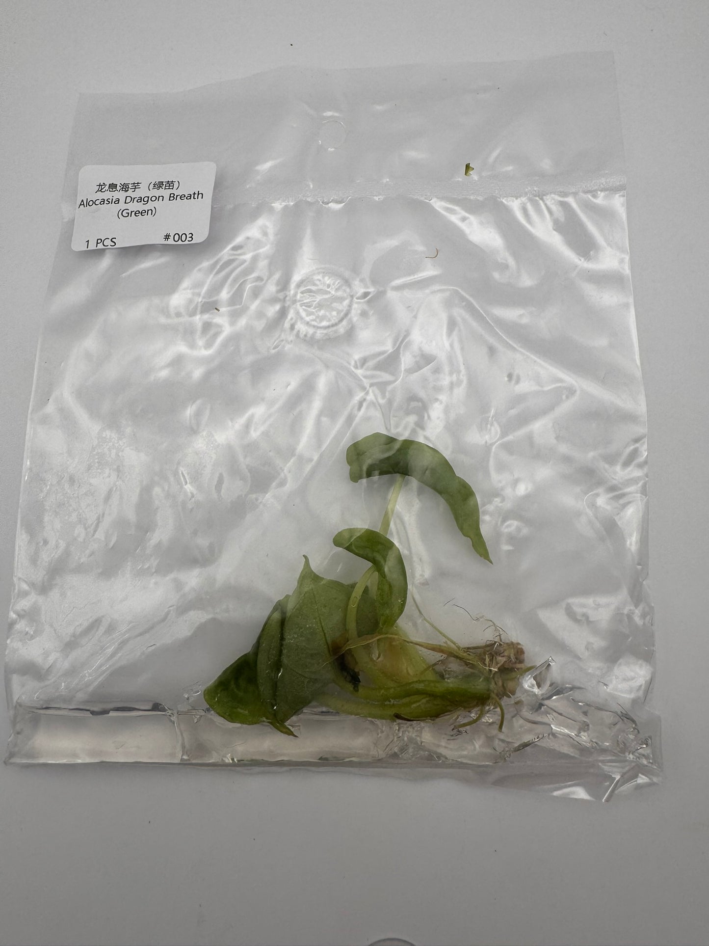sealed alocasia dragon breath tissue culture