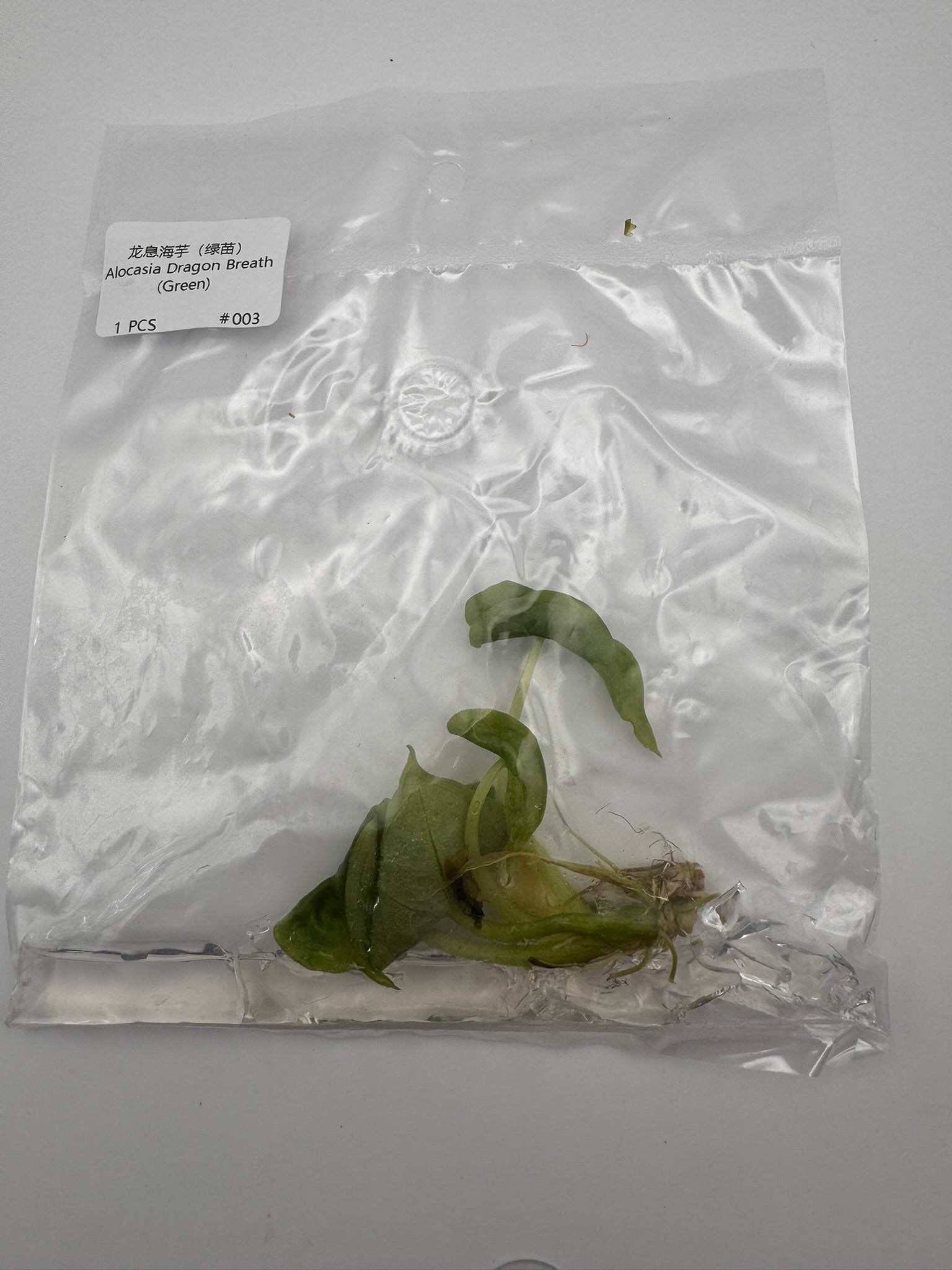 sealed alocasia dragon breath tissue culture