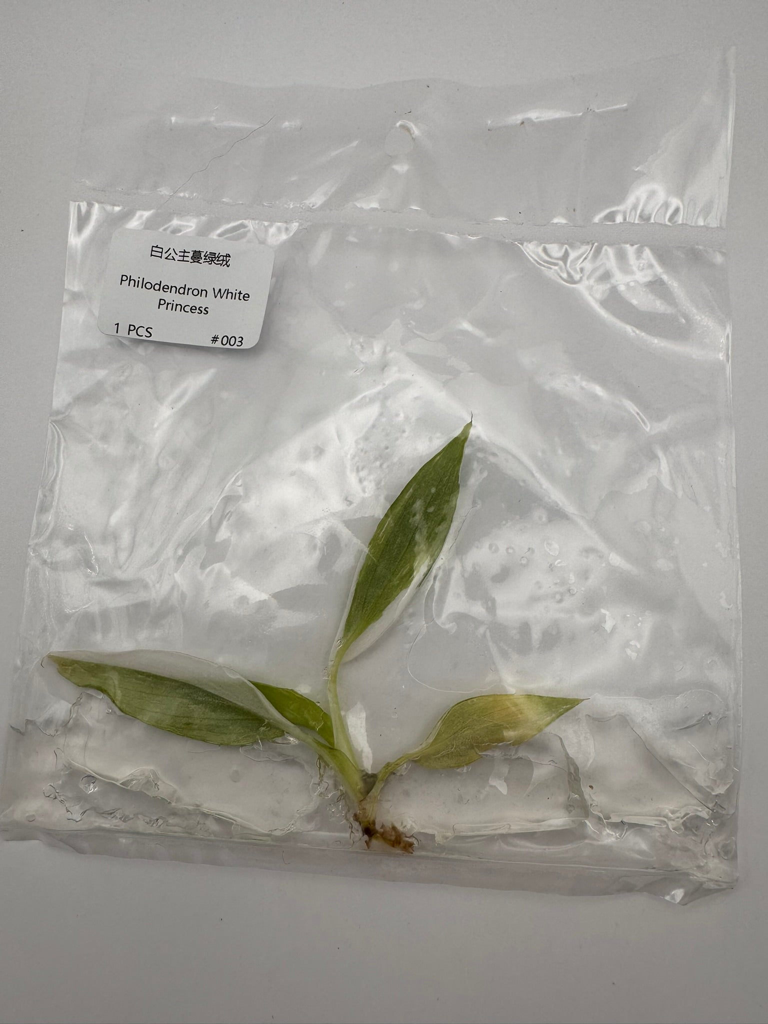 sealed philodendron white princess tissue culture