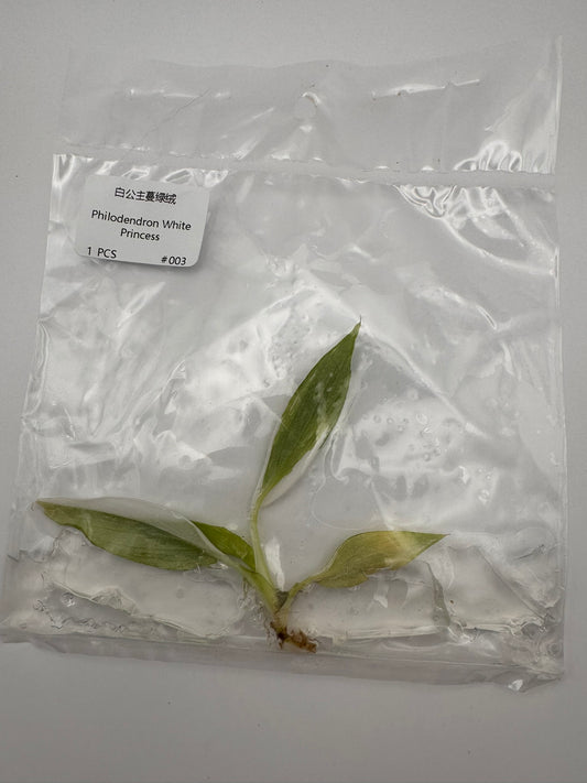 sealed philodendron white princess tissue culture