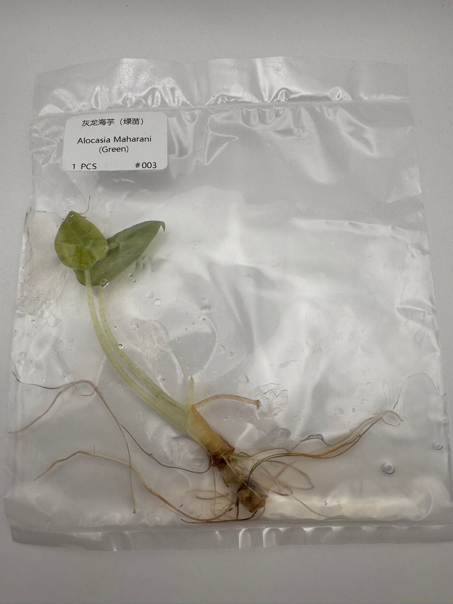 sealed alocasia maharani tissue culture