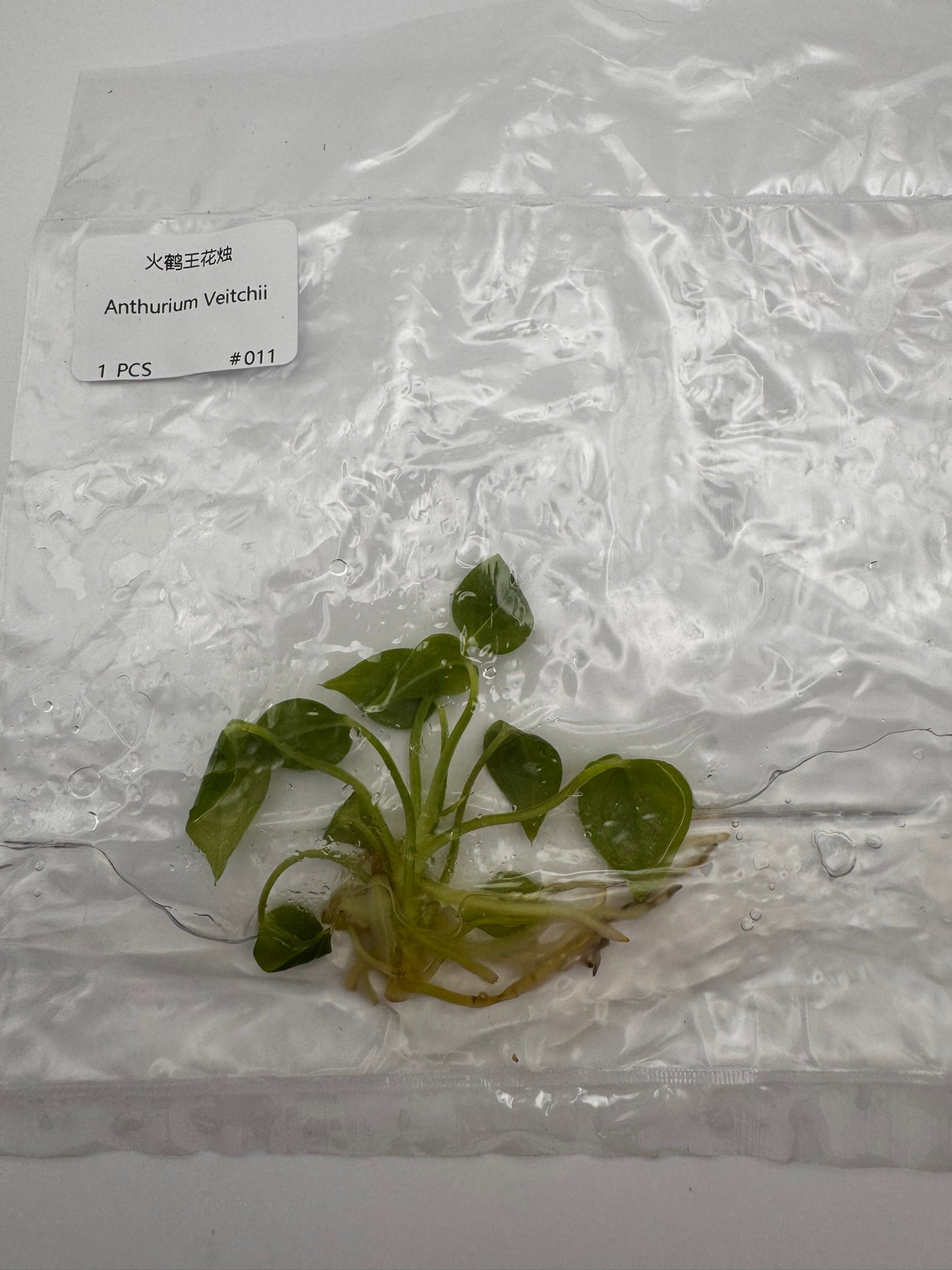 sealed anthurium veitchii tissue culture ready for acclimation