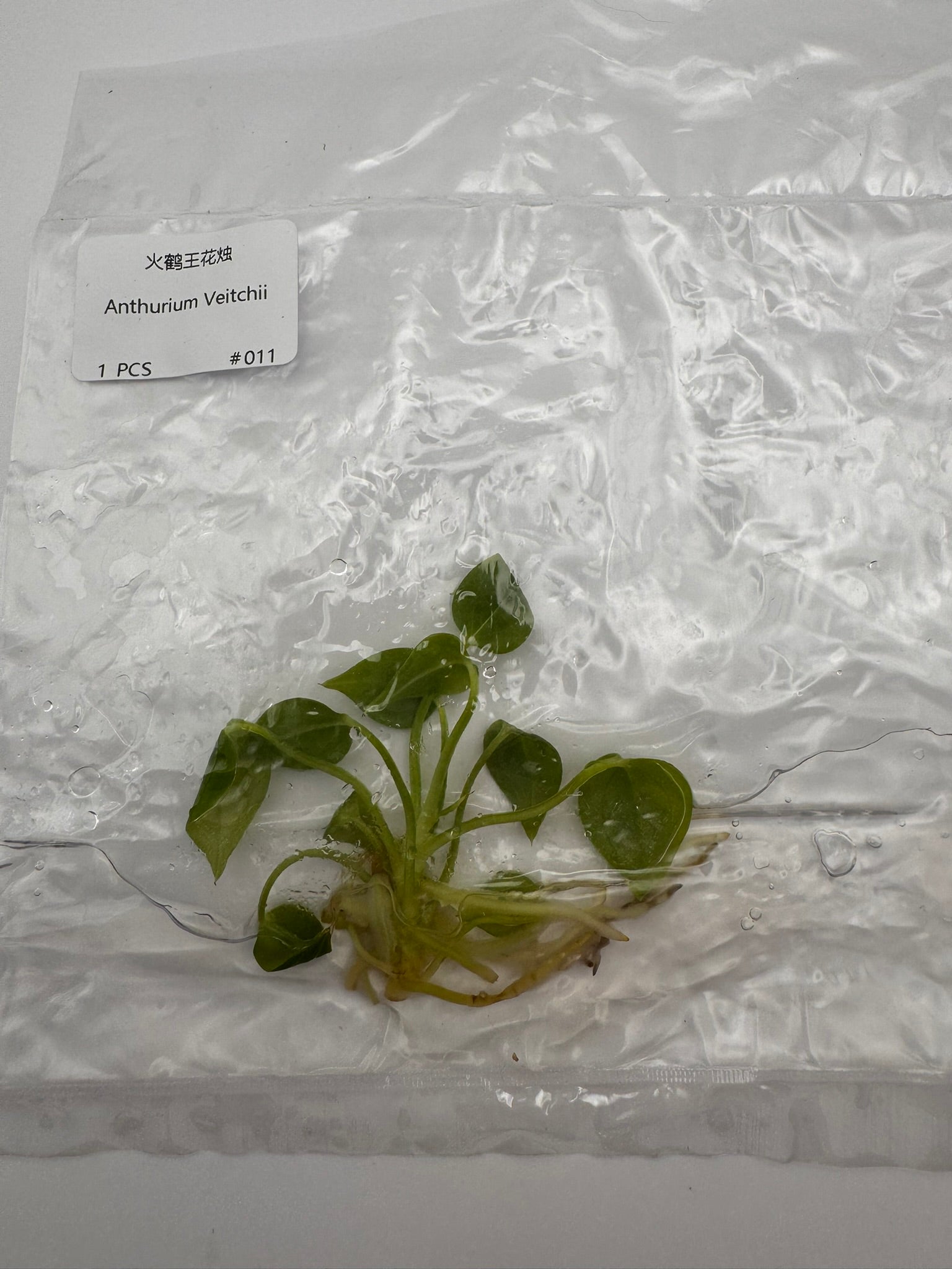 sealed anthurium veitchii tissue culture ready for acclimation