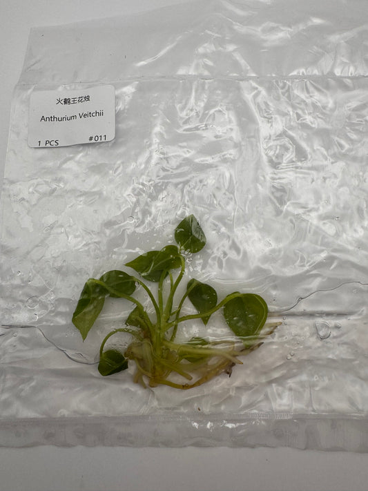 sealed anthurium veitchii tissue culture ready for acclimation