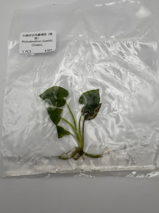 sealed philodendron goeldii tissue culture
