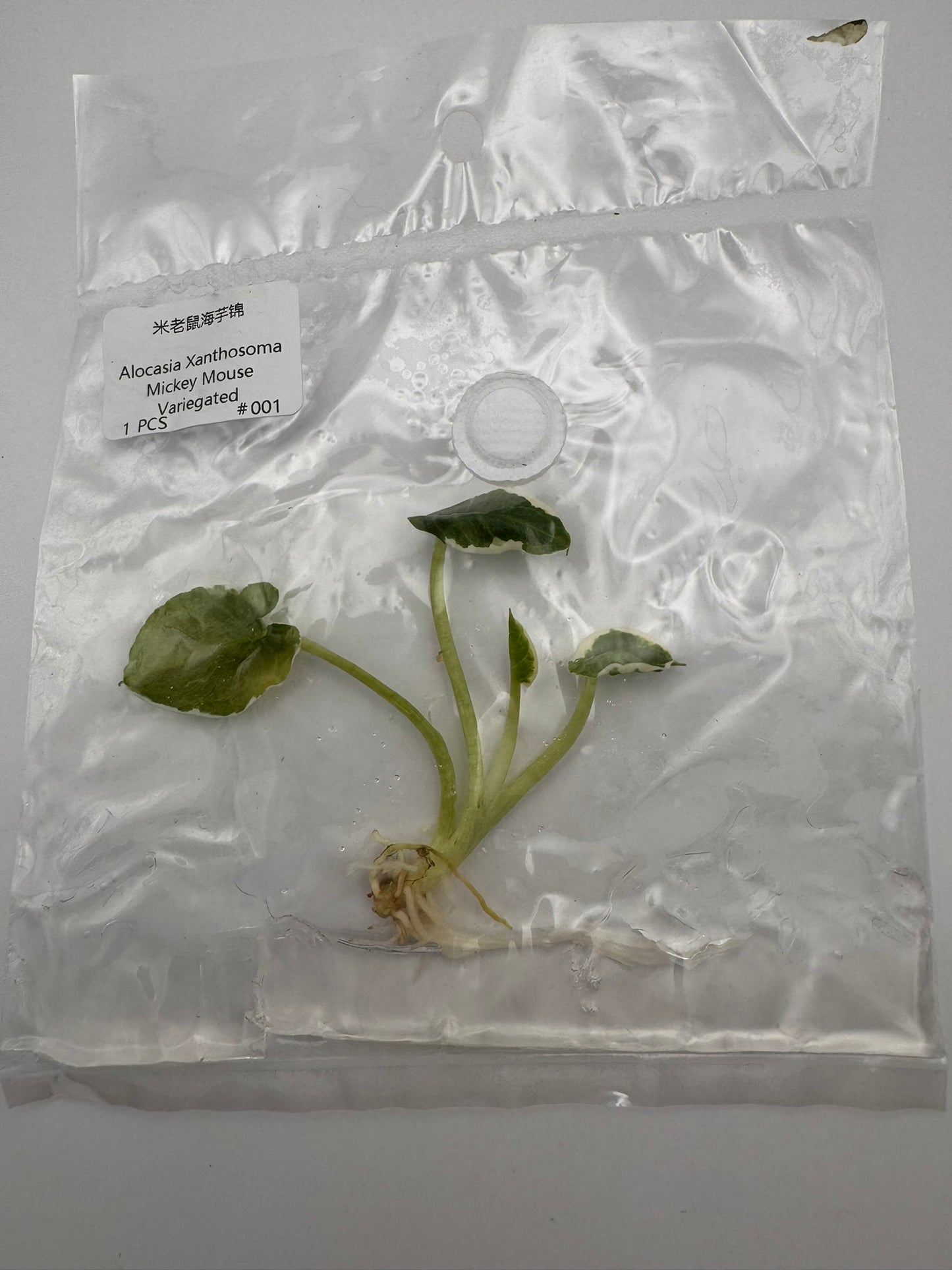 sealed alocasia mickey mouse tissue culture