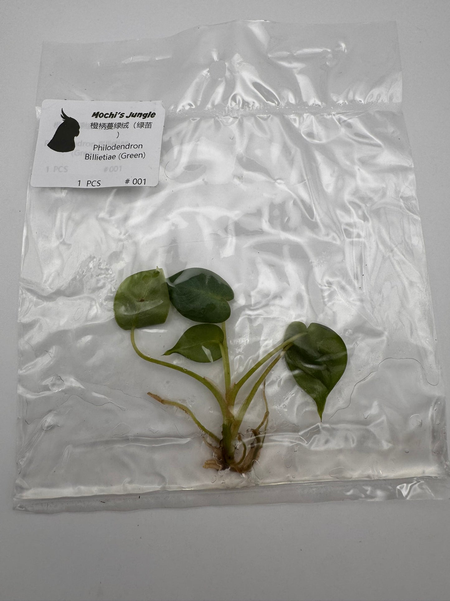 sealed philodendron billietiae tissue culture