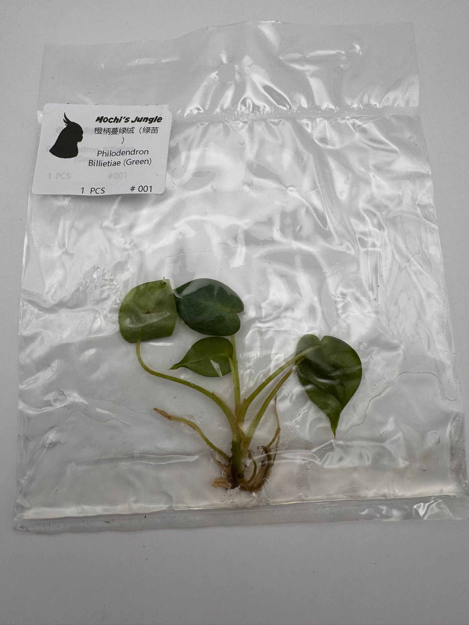 sealed philodendron billietiae tissue culture