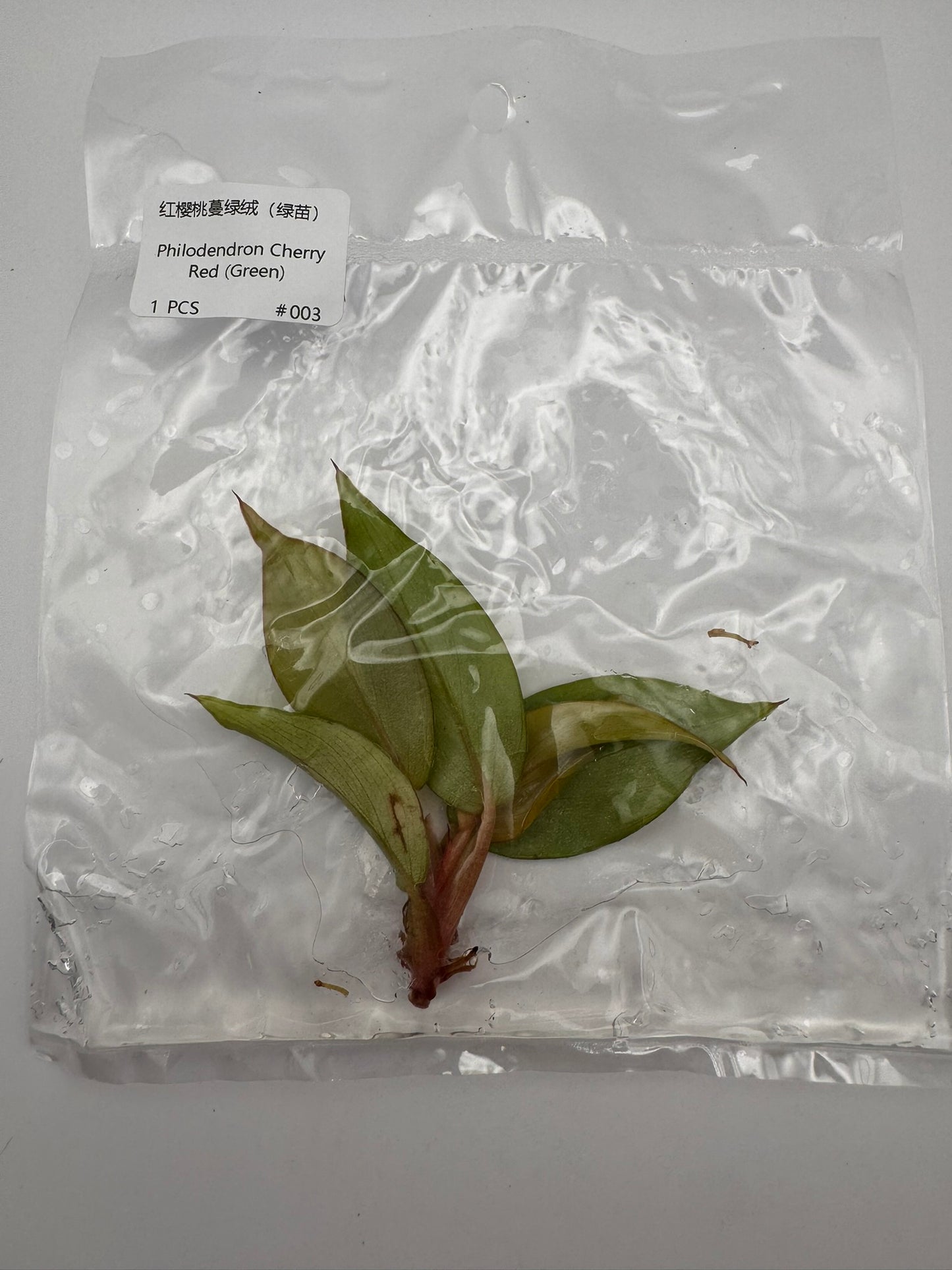 sealed philodendron cherry red tissue culture