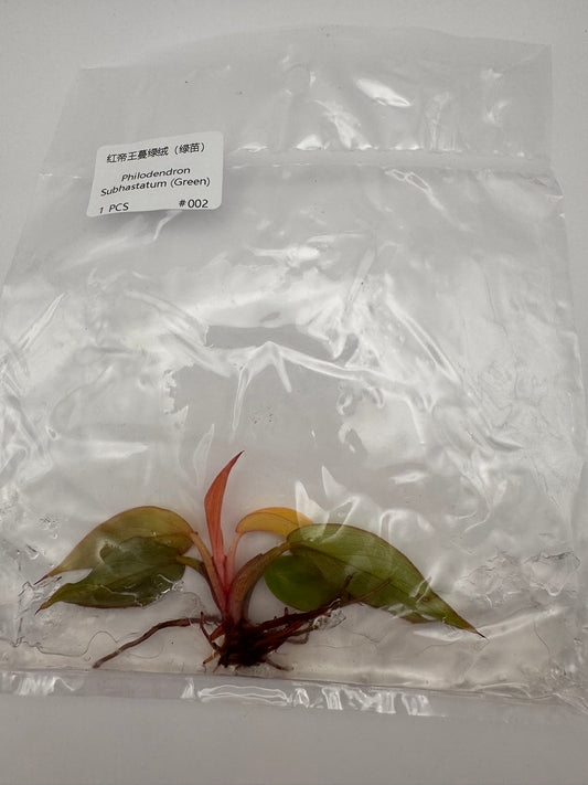 sealed philodendron subhastatum tissue culture