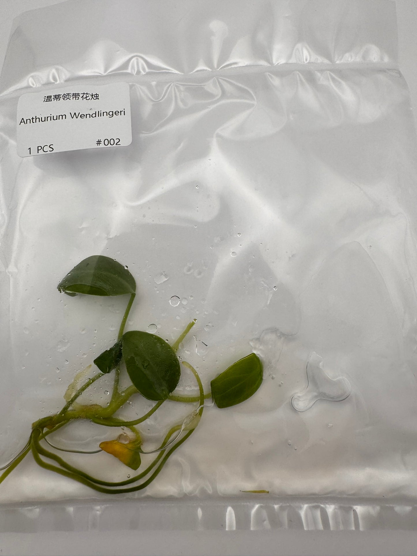 sealed anthurium wendlingeri tissue culture