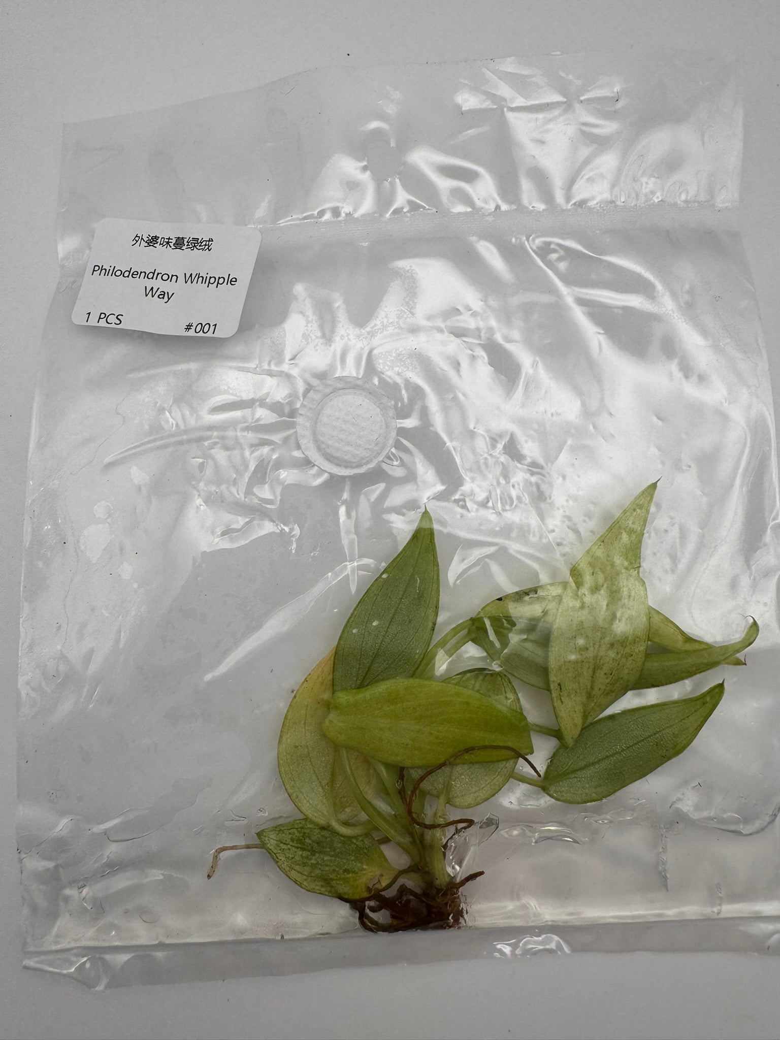 sealed philodendron whipple way tissue culture